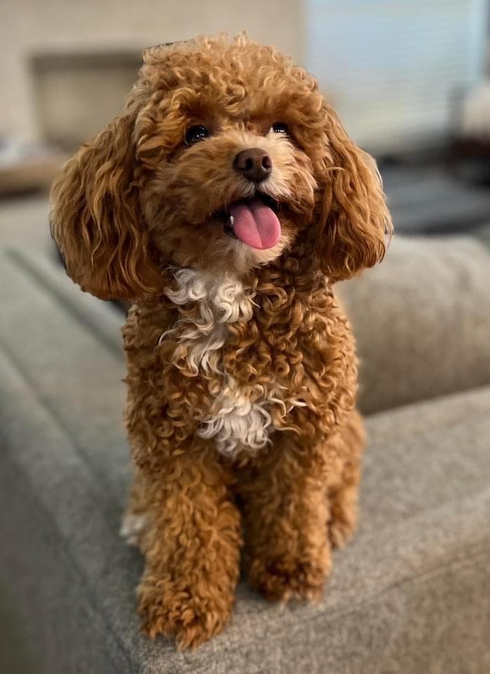 Knox