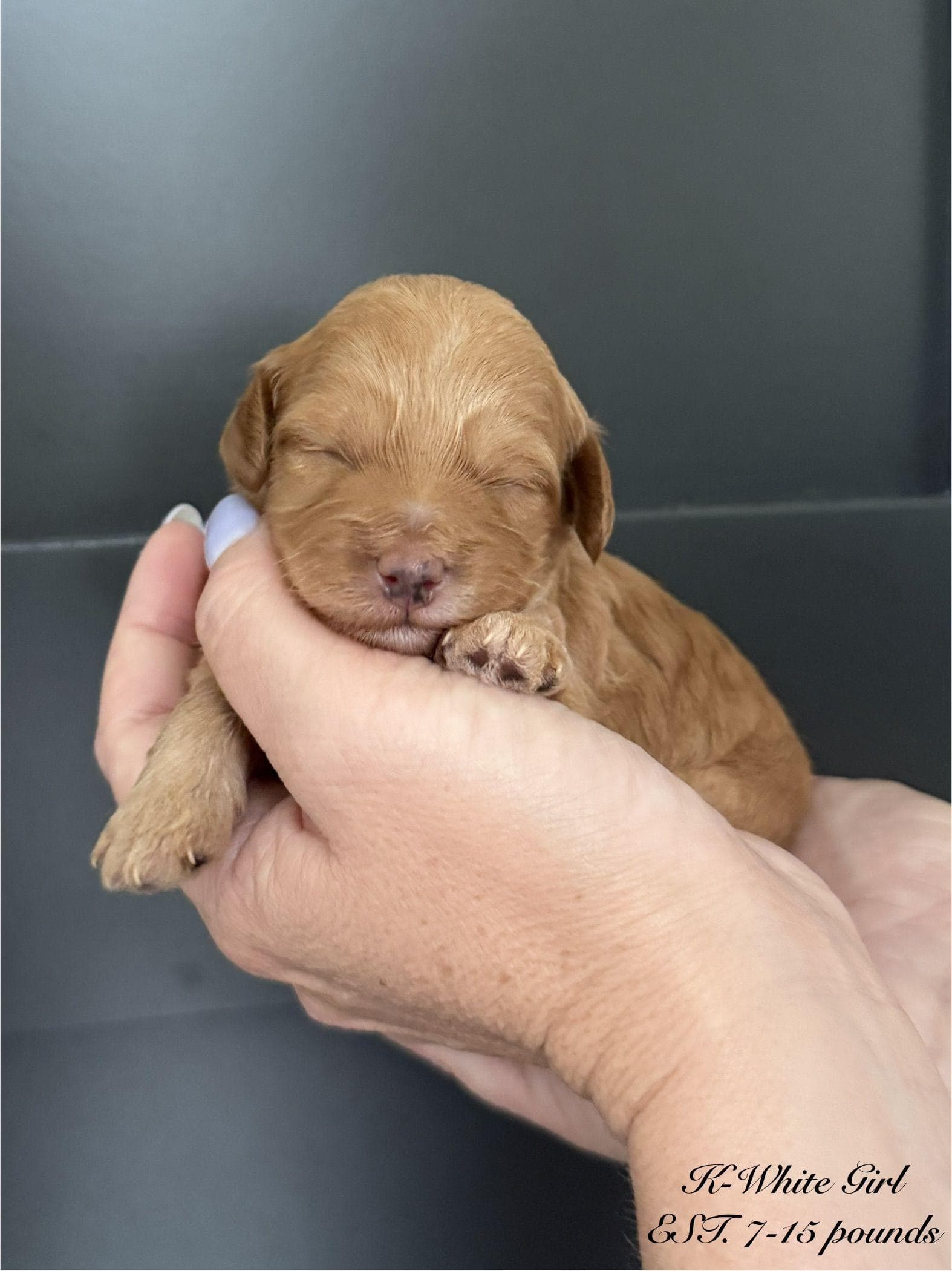 Goldendoodle puppy for sale — K-WHITE GIRL, Texas Goldendoodle Lovers