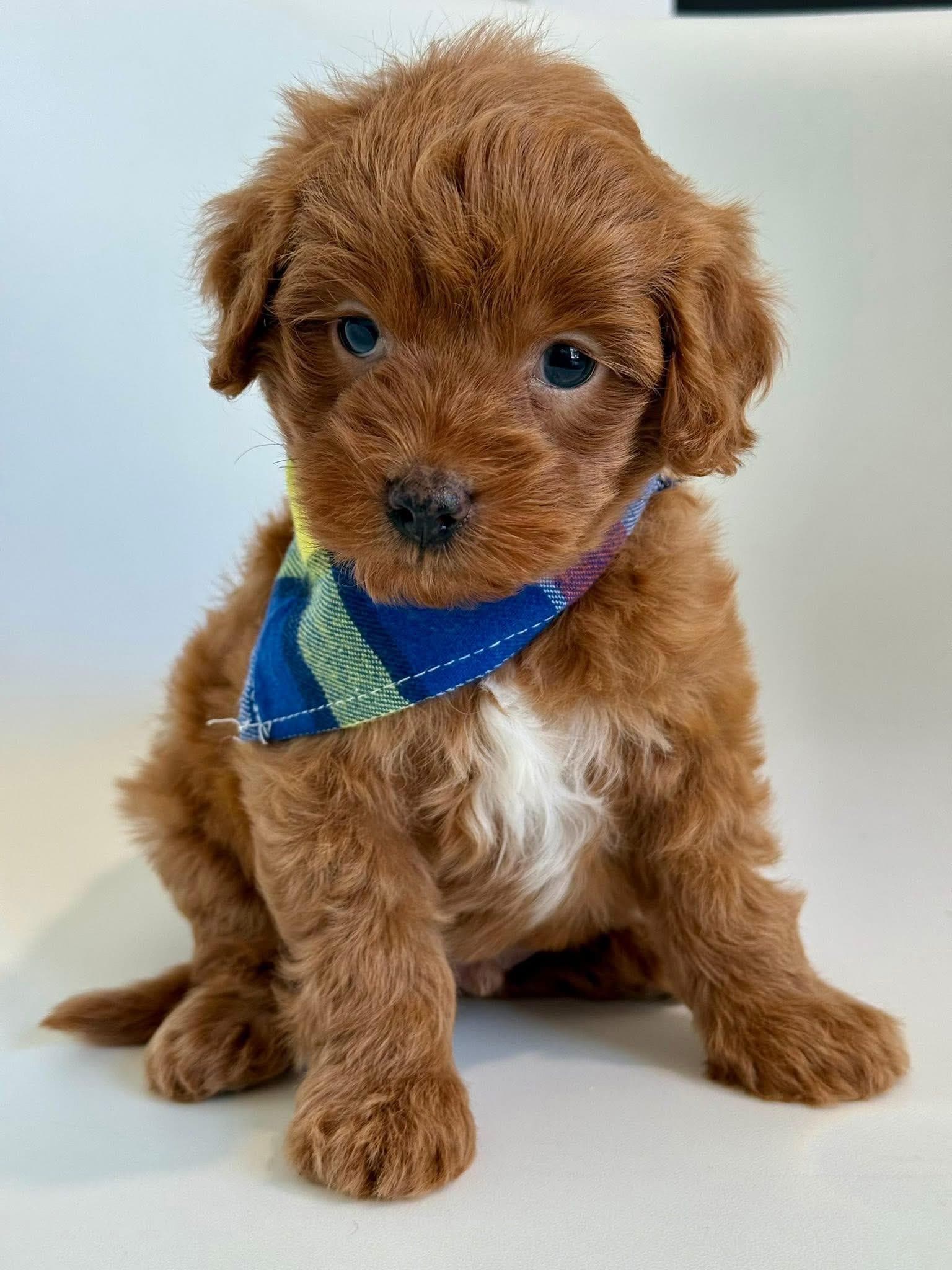Goldendoodle puppy for sale — KAYLIE -RED  BOY, Texas Goldendoodle Lovers