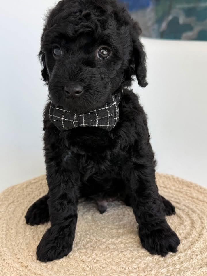 Goldendoodle puppy for sale — K-Black Boy, Texas Goldendoodle Lovers