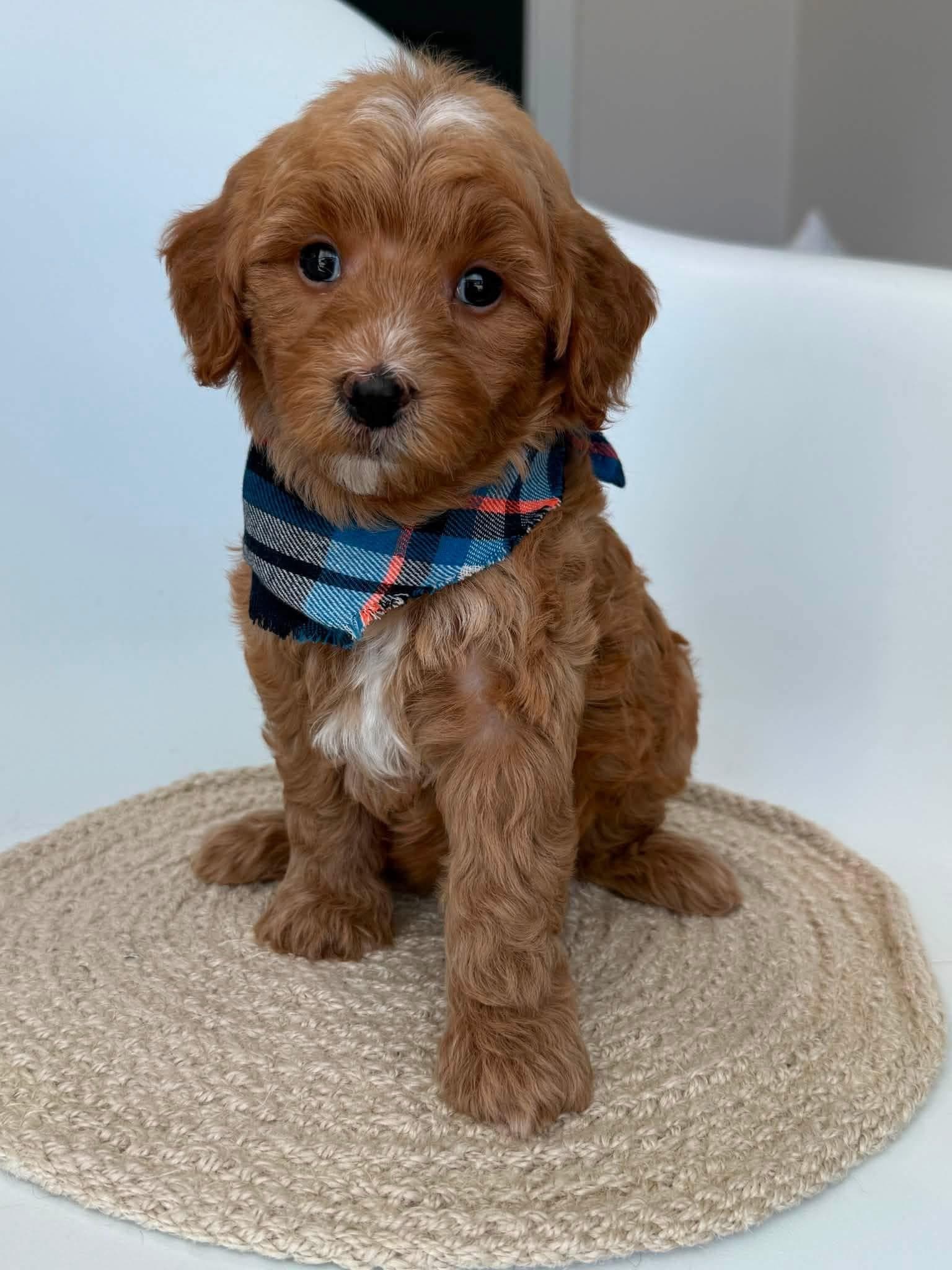 Goldendoodle puppy for sale — K-Blue Boy, Texas Goldendoodle Lovers
