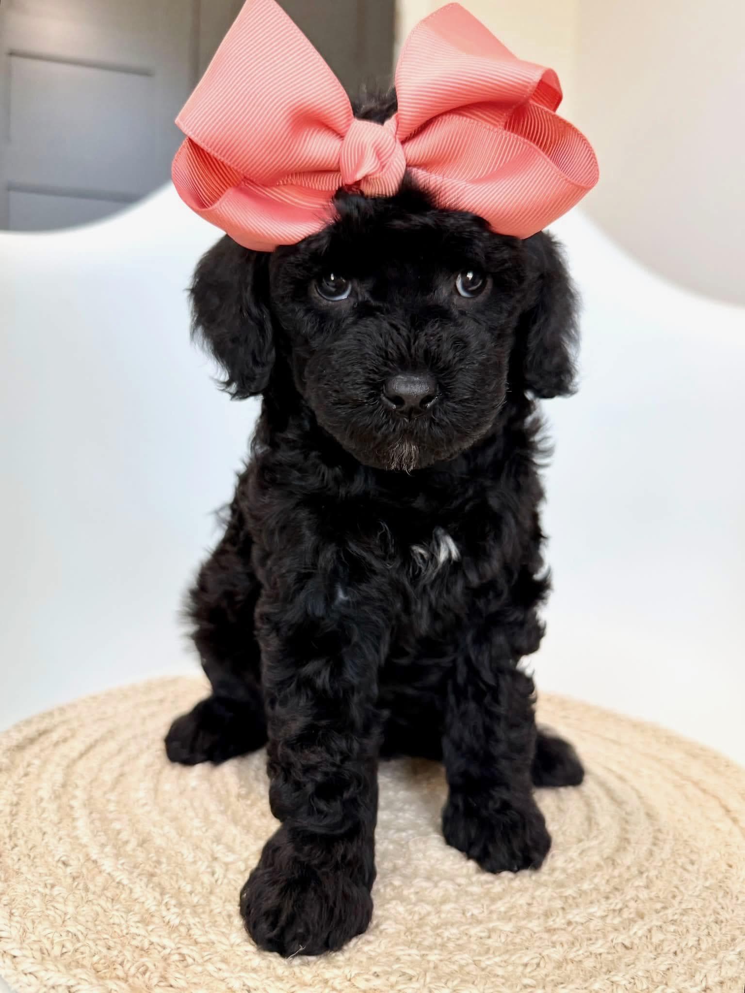 Goldendoodle puppy for sale — K-Peach Girl, Texas Goldendoodle Lovers