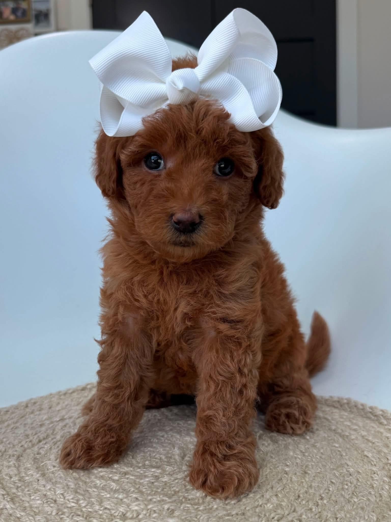 Goldendoodle puppy for sale — K-Purple Girl, Texas Goldendoodle Lovers