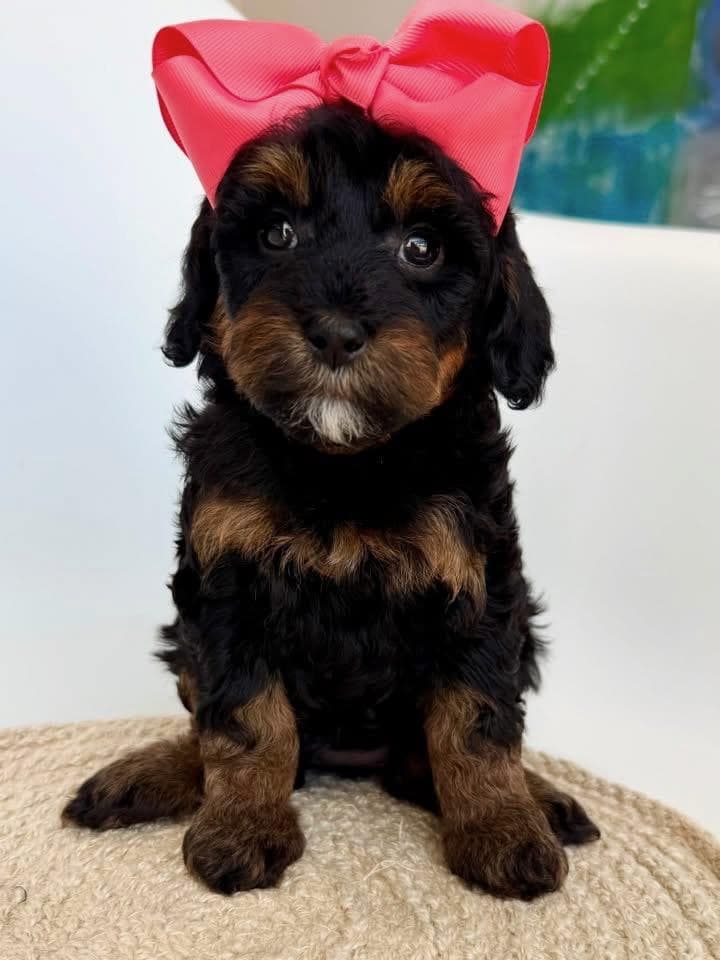 Goldendoodle puppy for sale — K-Pink Girl, Texas Goldendoodle Lovers