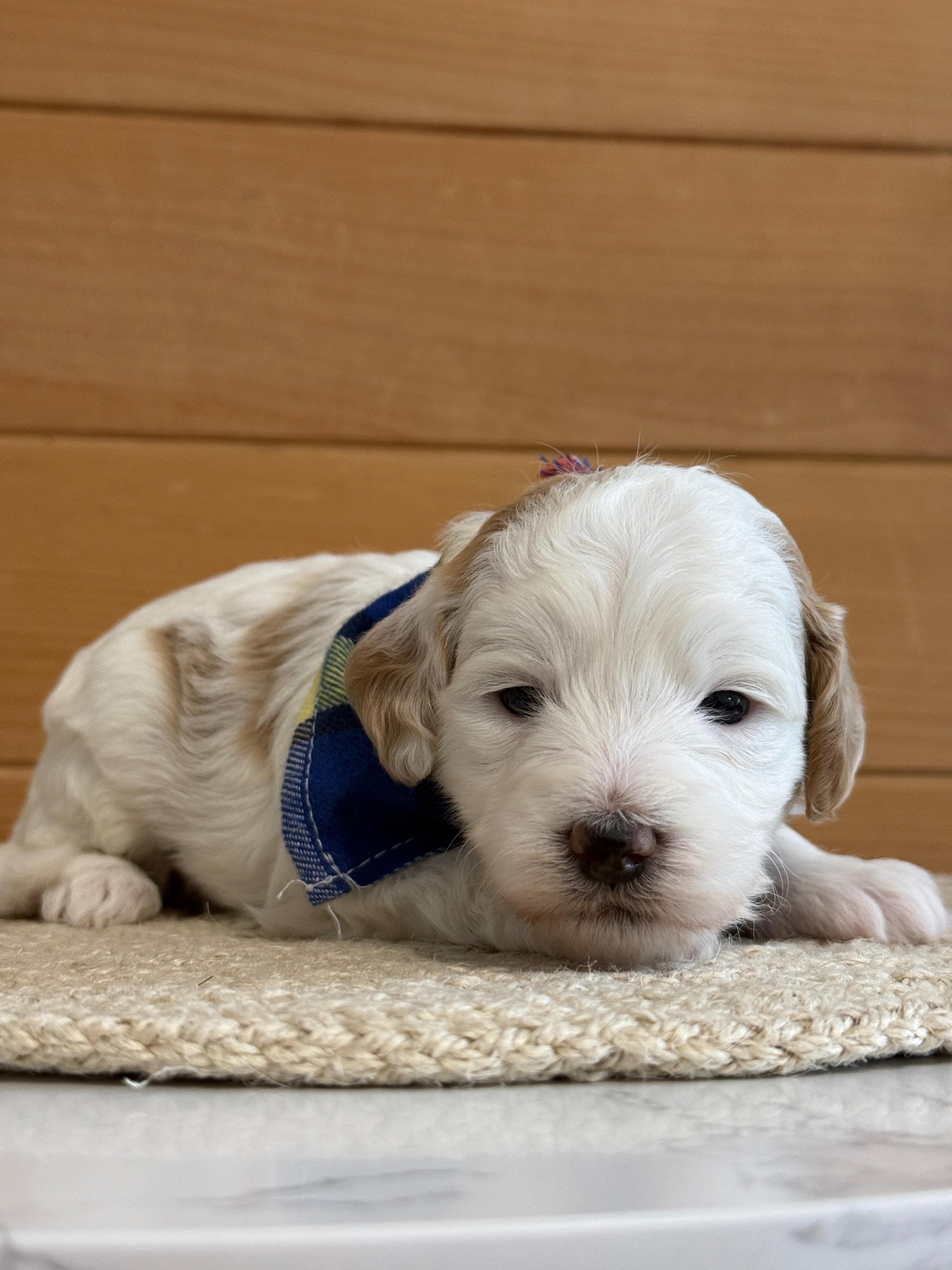 Goldendoodle puppy for sale — K-RED BOY, Texas Goldendoodle Lovers