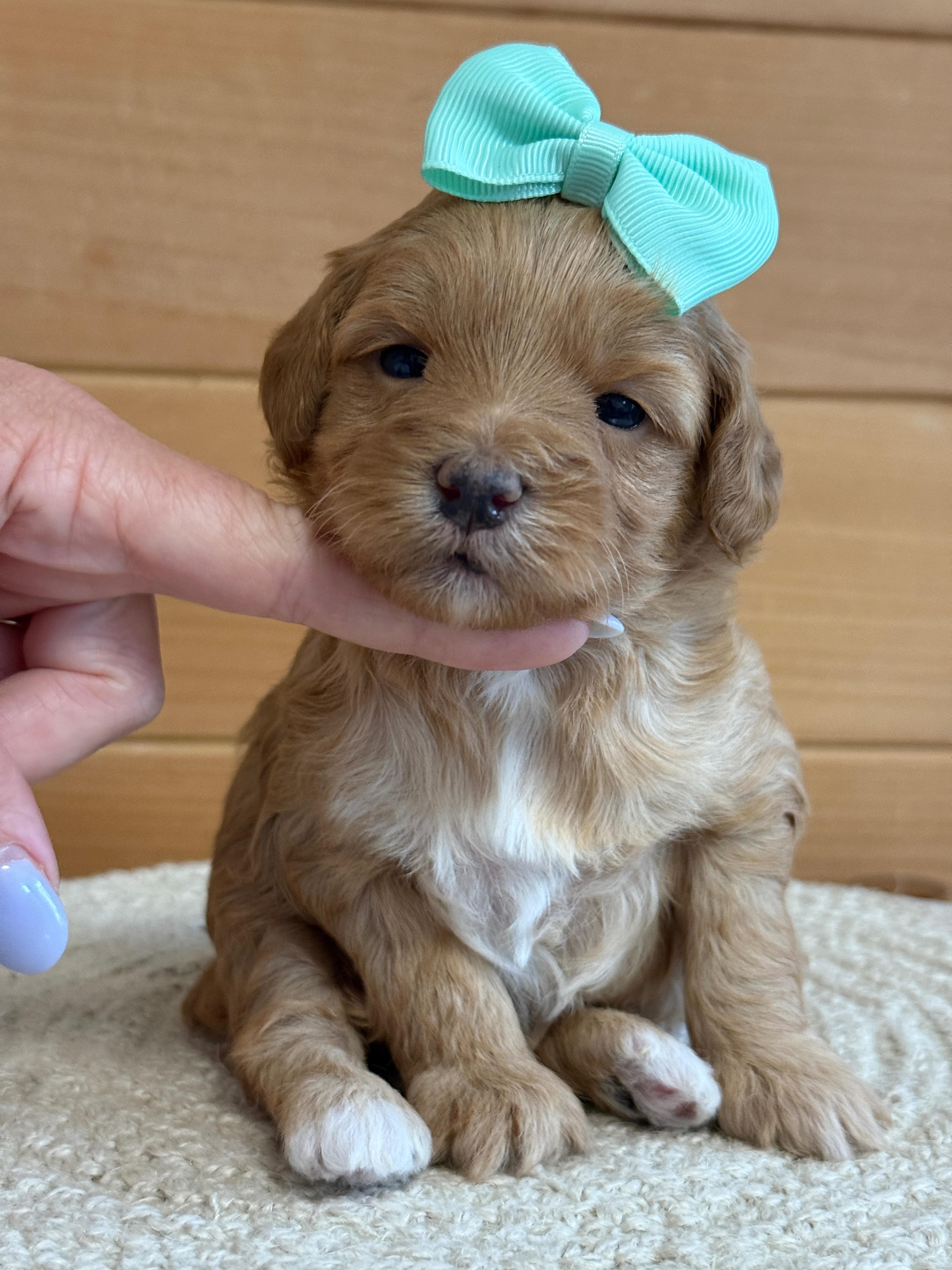 Goldendoodle puppy for sale — K-WHITE GIRL, Texas Goldendoodle Lovers