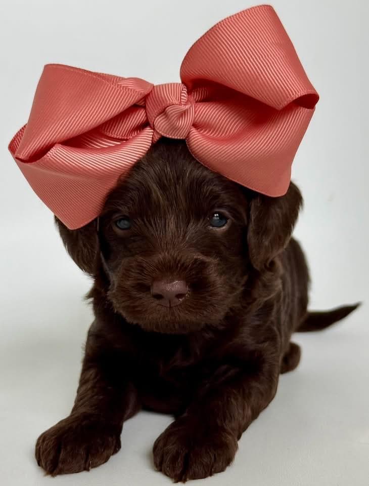 Goldendoodle puppy for sale — E-Pink Girl, Texas Goldendoodle Lovers
