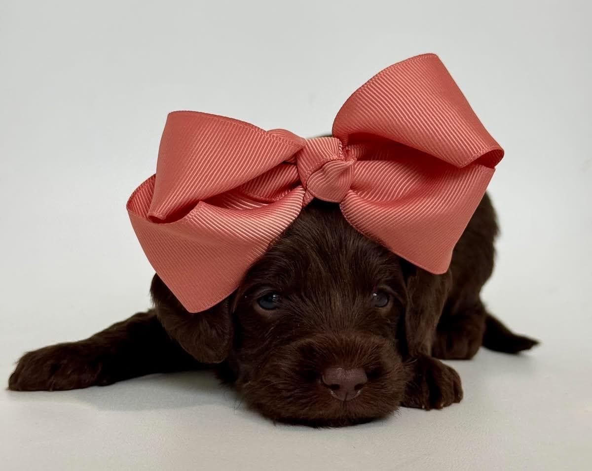 Goldendoodle puppy for sale — E-Pink Girl, Texas Goldendoodle Lovers (photo 2)