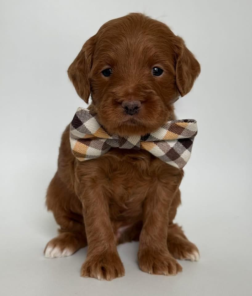 Goldendoodle puppy for sale — E-Red Boy, Texas Goldendoodle Lovers