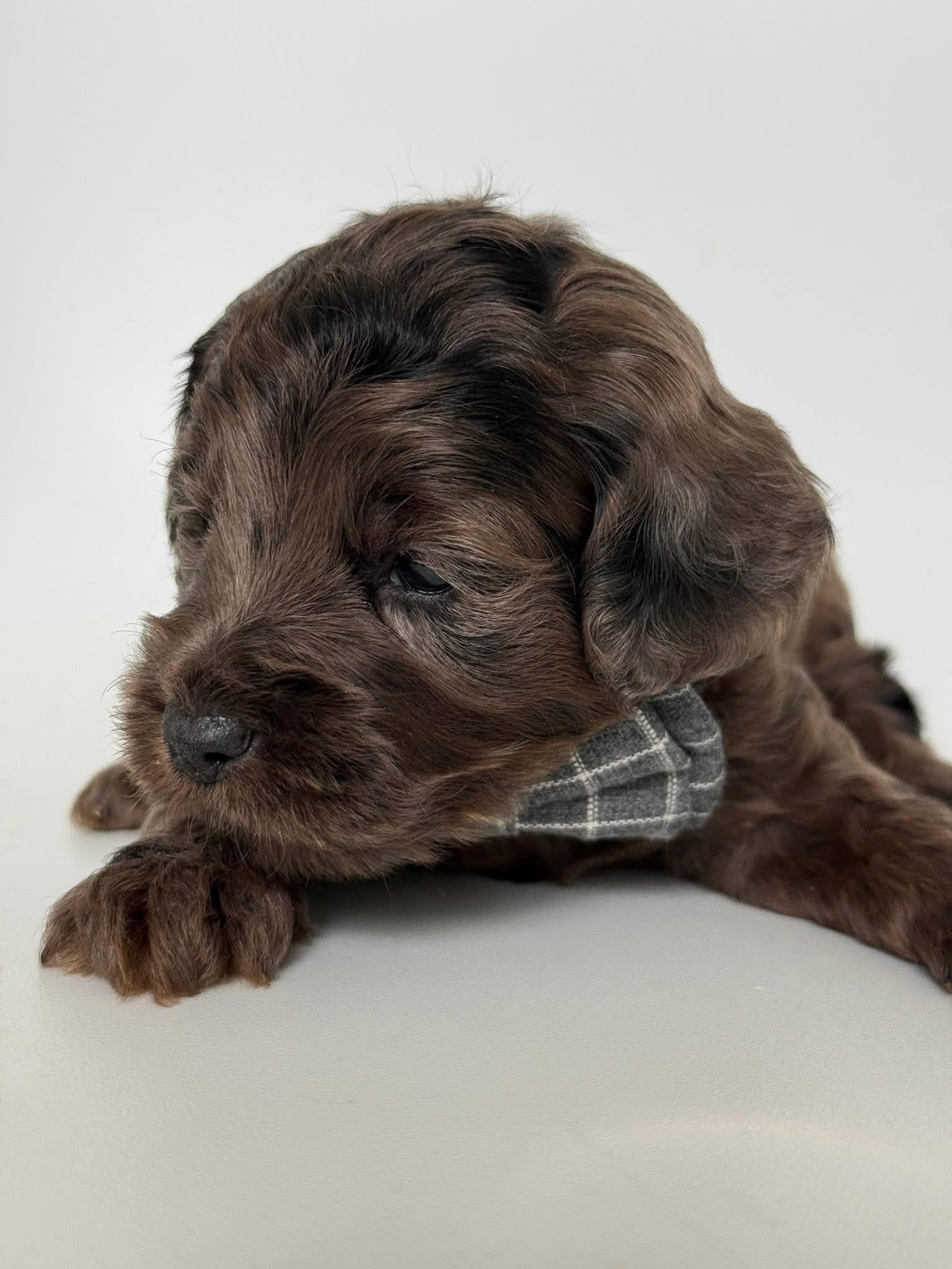 Goldendoodle puppy for sale — E-Merle Boy, Texas Goldendoodle Lovers (photo 2)