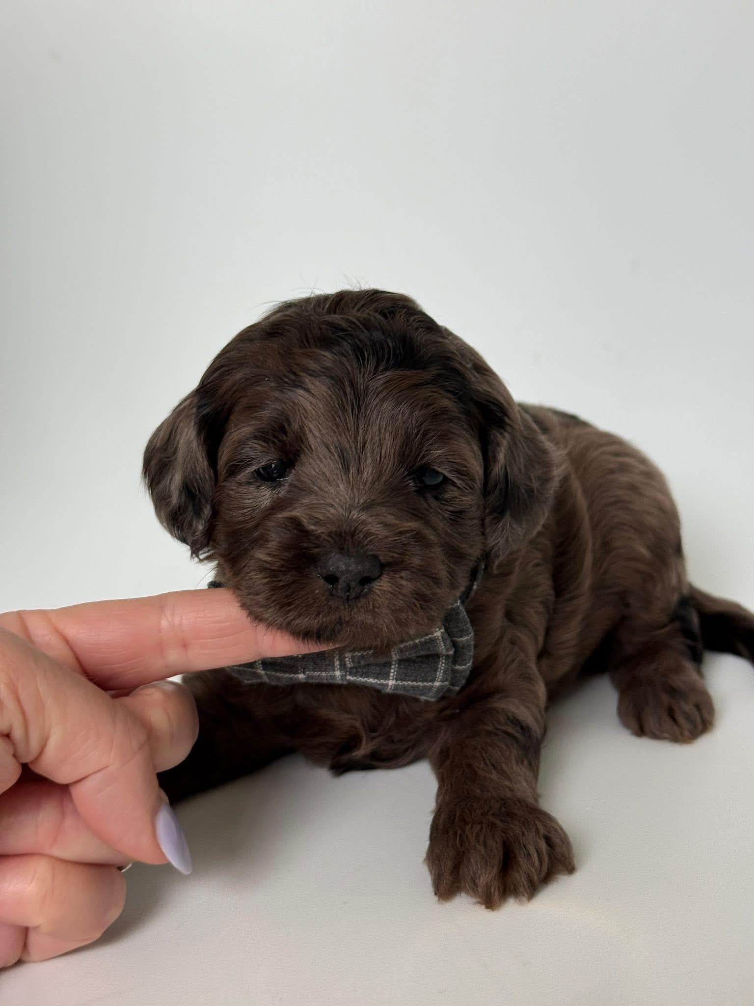 Goldendoodle puppy for sale — E-Merle Boy, Texas Goldendoodle Lovers (photo 3)