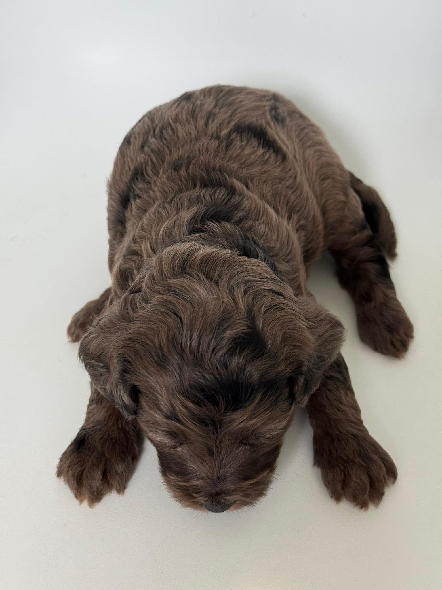 Goldendoodle puppy for sale — E-Merle Boy, Texas Goldendoodle Lovers (photo 4)