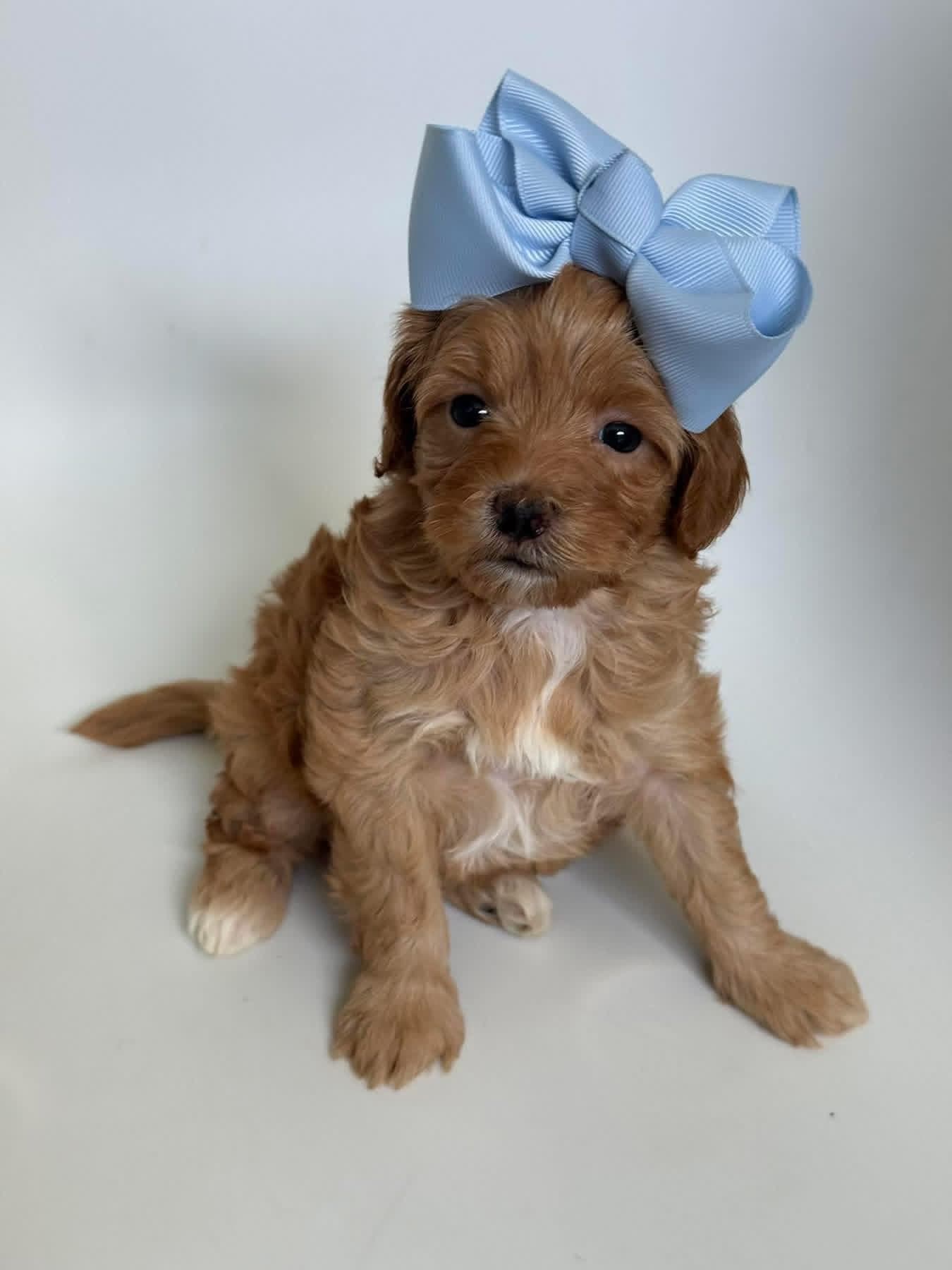 Goldendoodle puppy for sale — K-WHITE GIRL, Texas Goldendoodle Lovers