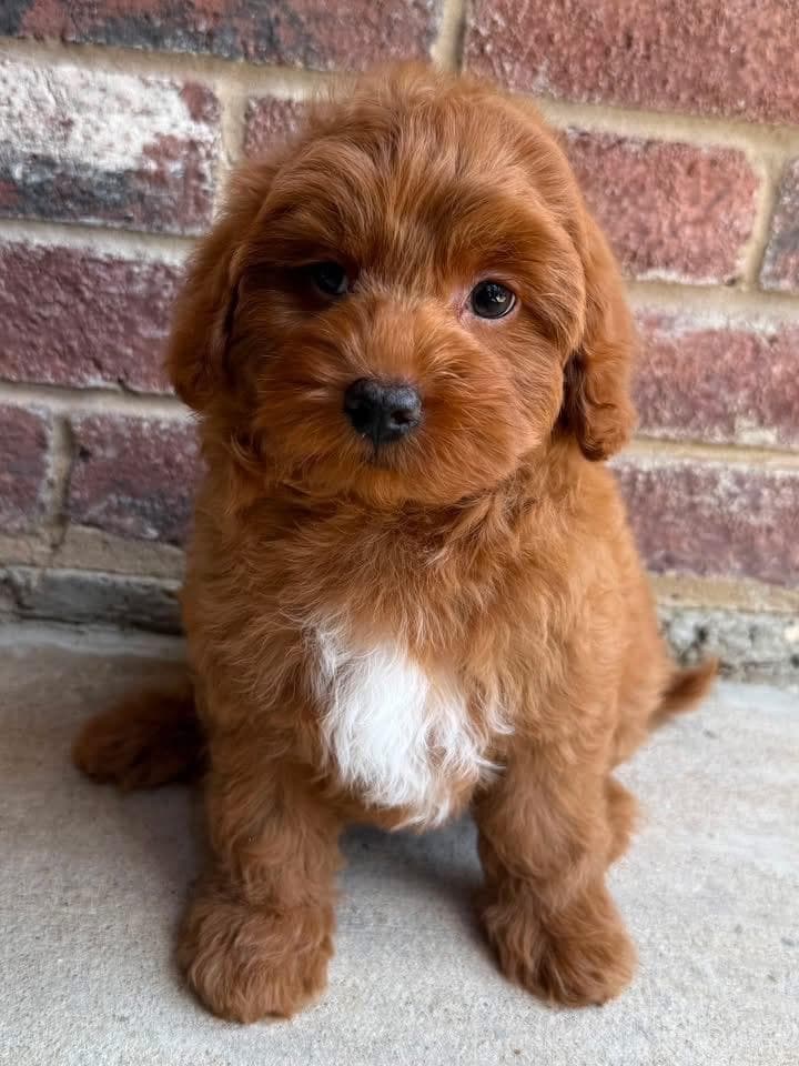Goldendoodle puppy for sale — KAYLIE -RED  BOY, Texas Goldendoodle Lovers (photo 2)