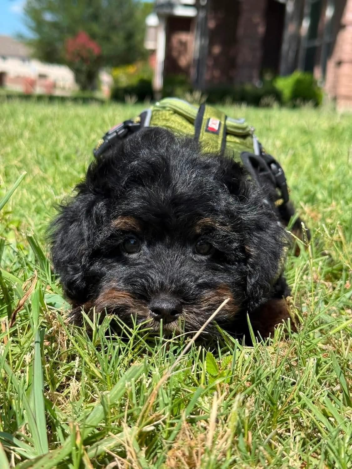 Goldendoodle puppy for sale — KAYLIE -GREEN BOY, Texas Goldendoodle Lovers (photo 4)