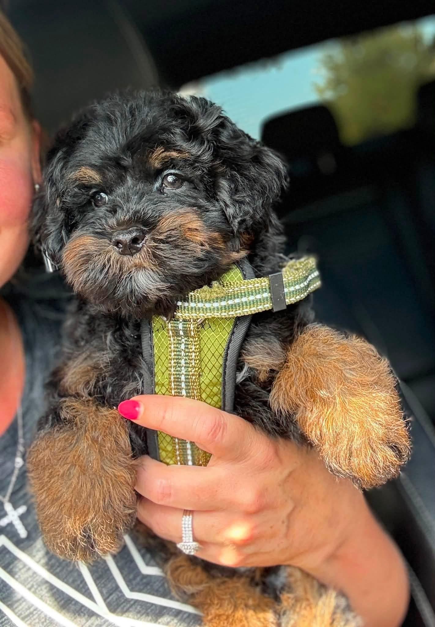 Goldendoodle puppy for sale — KAYLIE -GREEN BOY, Texas Goldendoodle Lovers