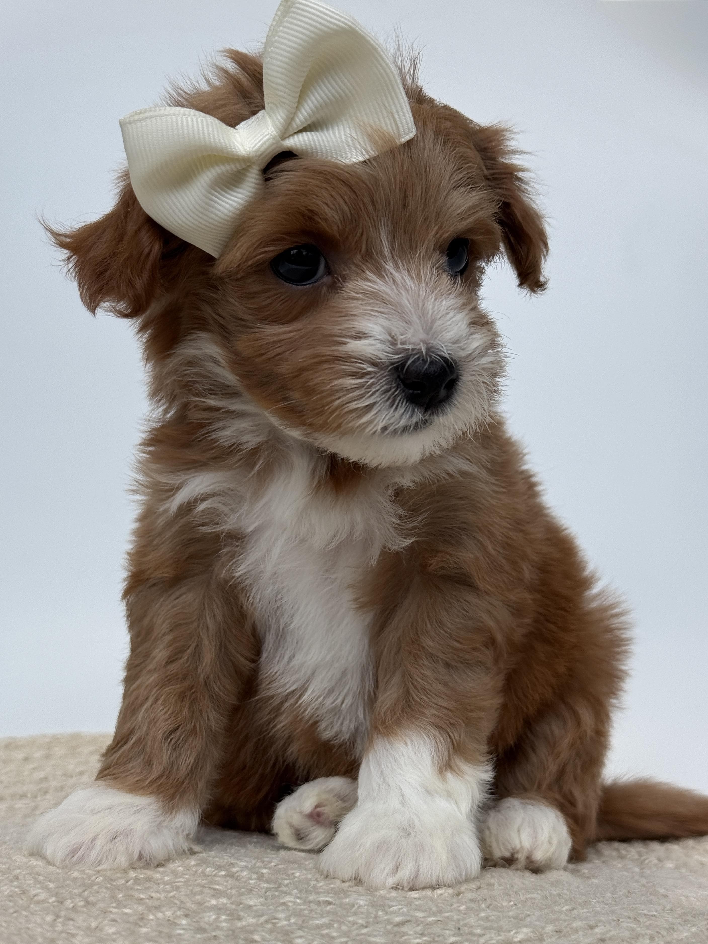 Goldendoodle puppy for sale — D- Purple Girl, Texas Goldendoodle Lovers (photo 2)