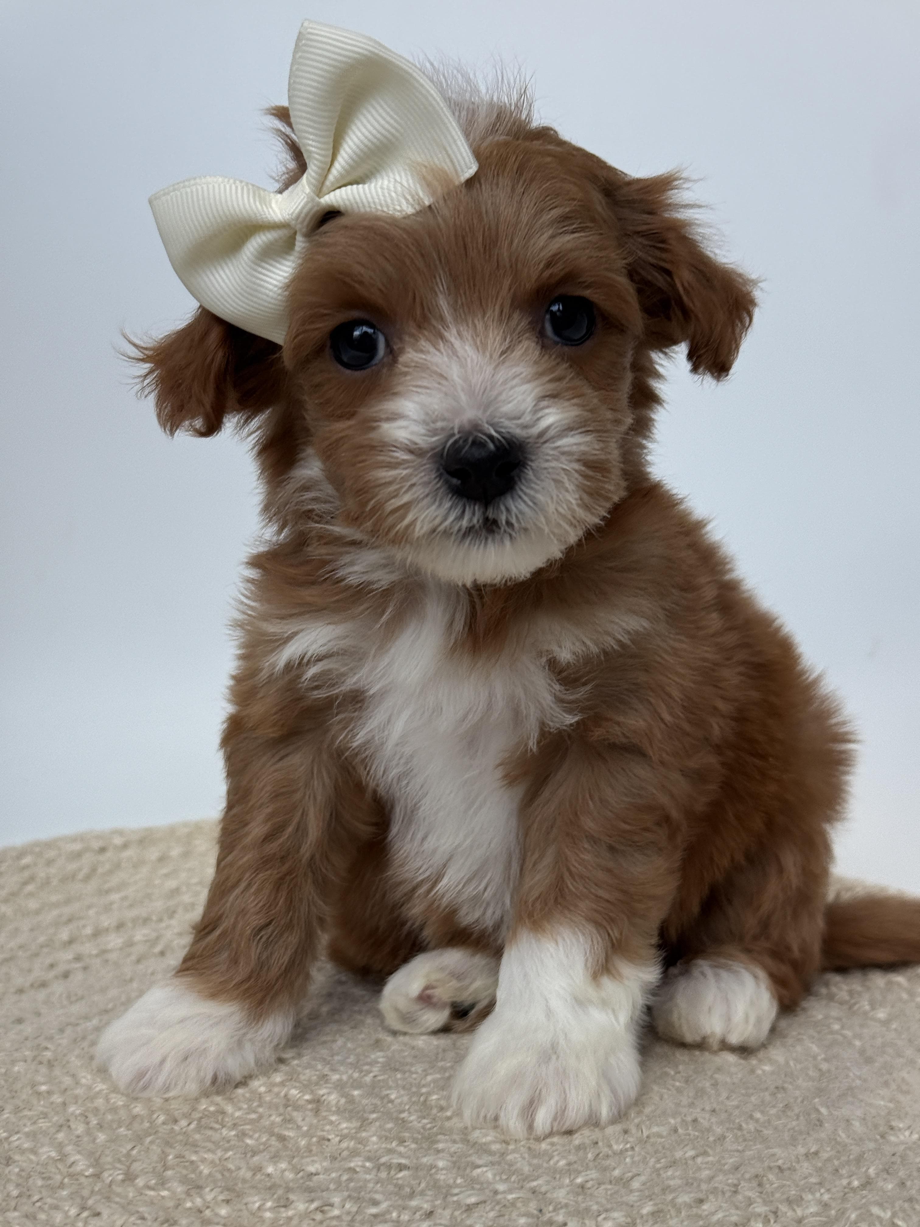Goldendoodle puppy for sale — D-Pink Gril, Texas Goldendoodle Lovers