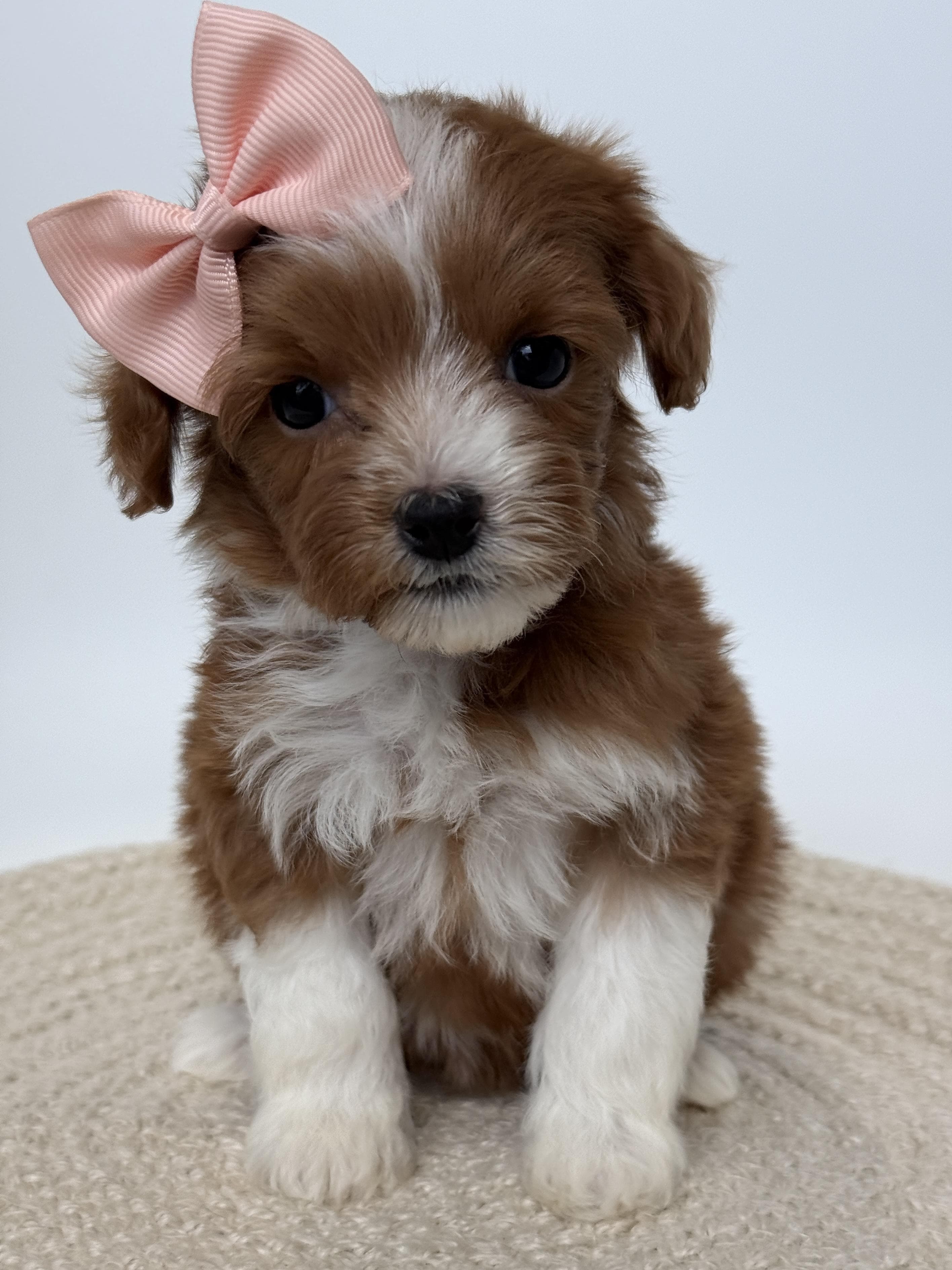 Goldendoodle puppy for sale — D- Purple Girl, Texas Goldendoodle Lovers