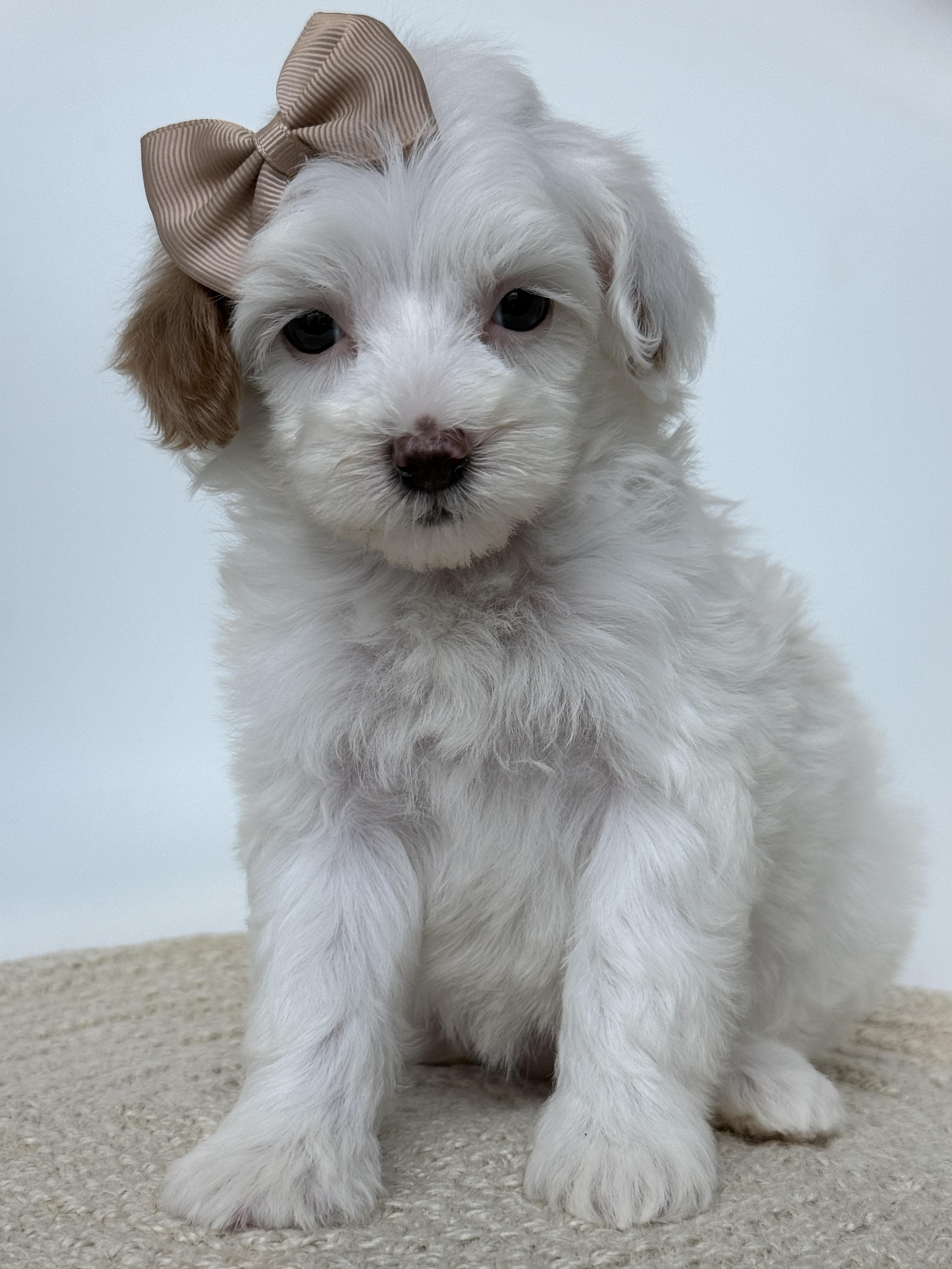 Goldendoodle puppy for sale — D- Peach Girl, Texas Goldendoodle Lovers