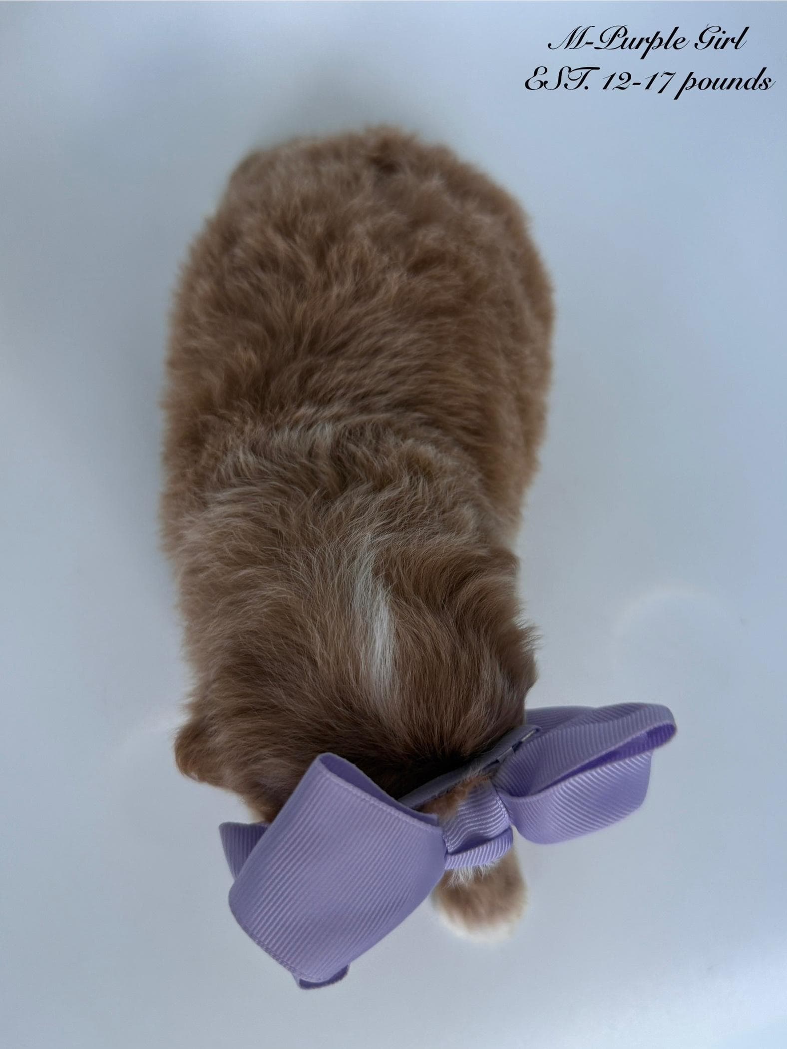 Goldendoodle puppy for sale — M - Purple Girl, Texas Goldendoodle Lovers (photo 3)
