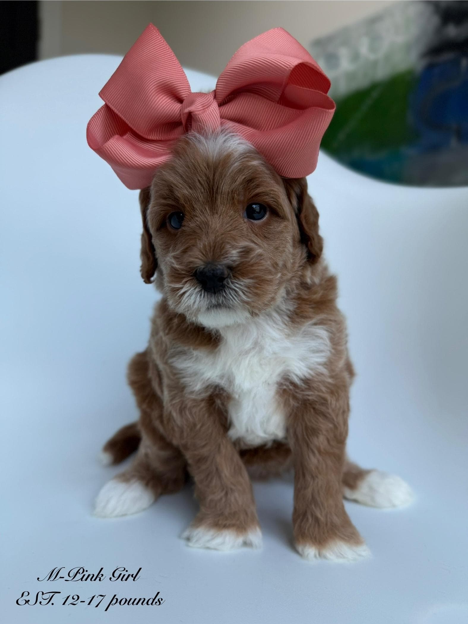 Goldendoodle puppy for sale — M - Pink Girl, Texas Goldendoodle Lovers (photo 2)