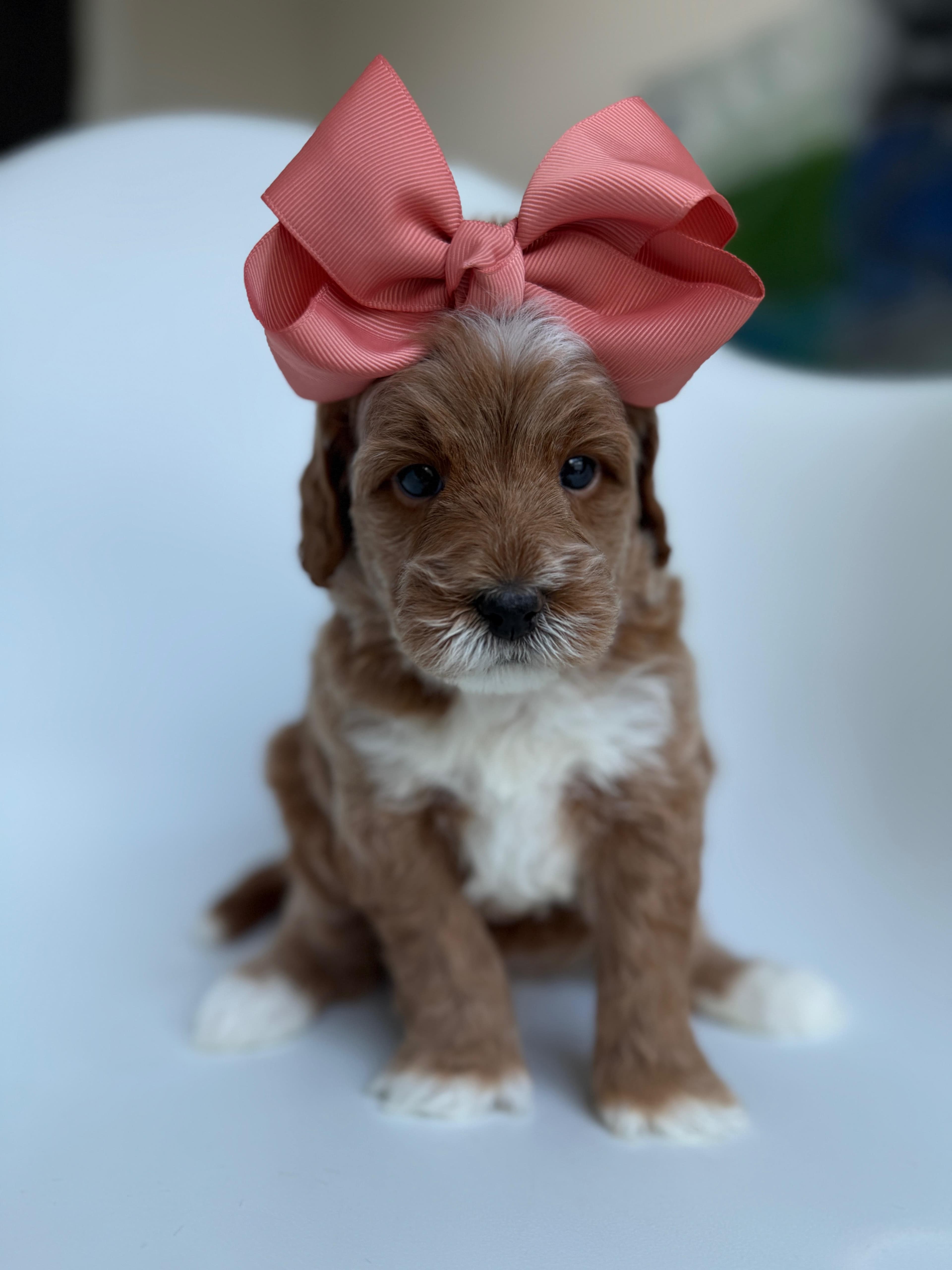 Goldendoodle puppy for sale — M - Pink Girl, Texas Goldendoodle Lovers (photo 3)