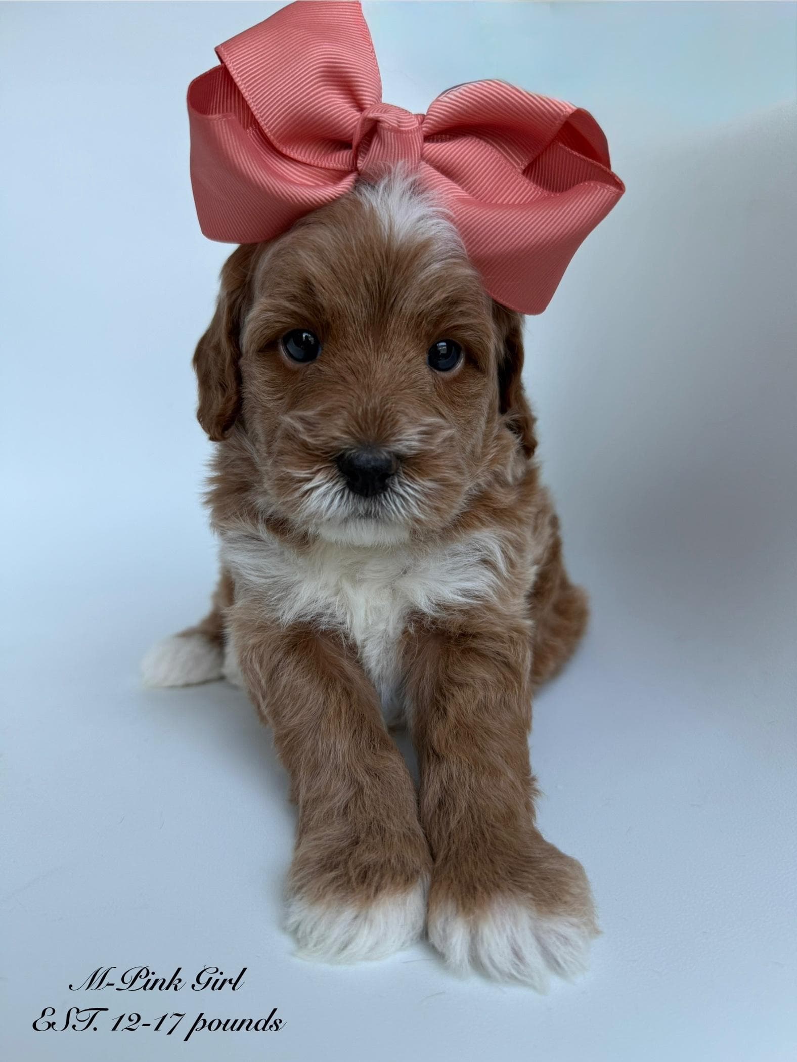 Goldendoodle puppy for sale — M - Pink Girl, Texas Goldendoodle Lovers (photo 4)