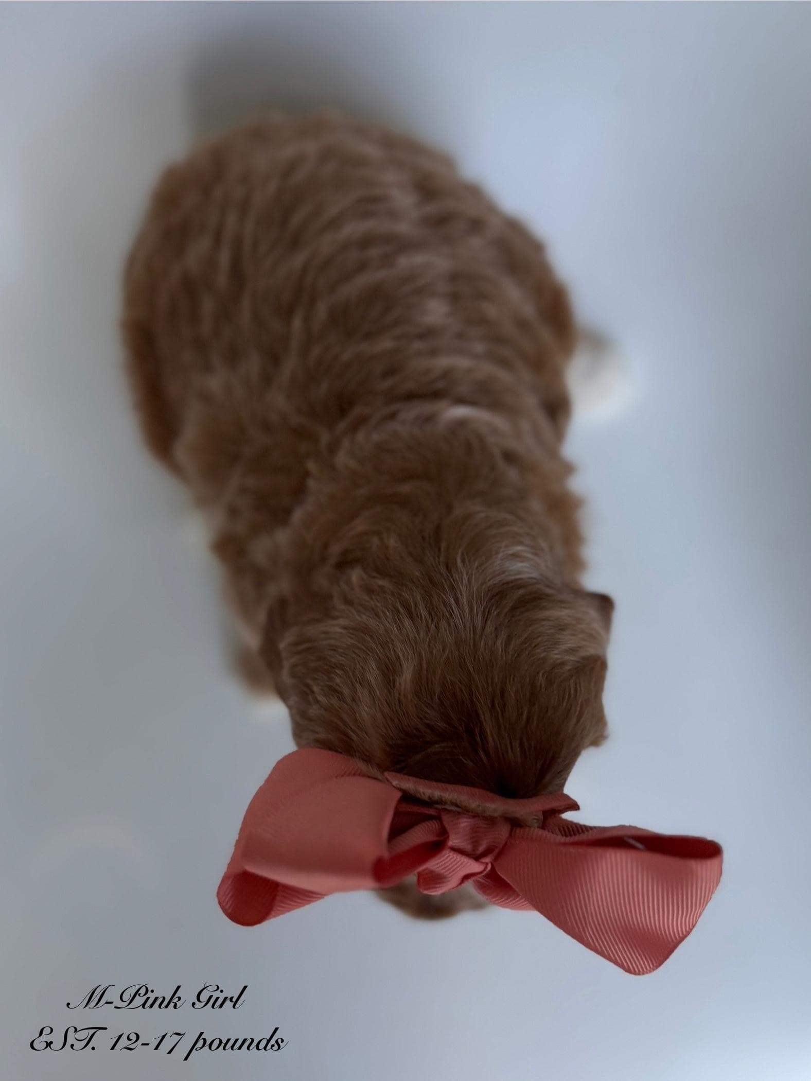 Goldendoodle puppy for sale — M - Pink Girl, Texas Goldendoodle Lovers (photo 5)