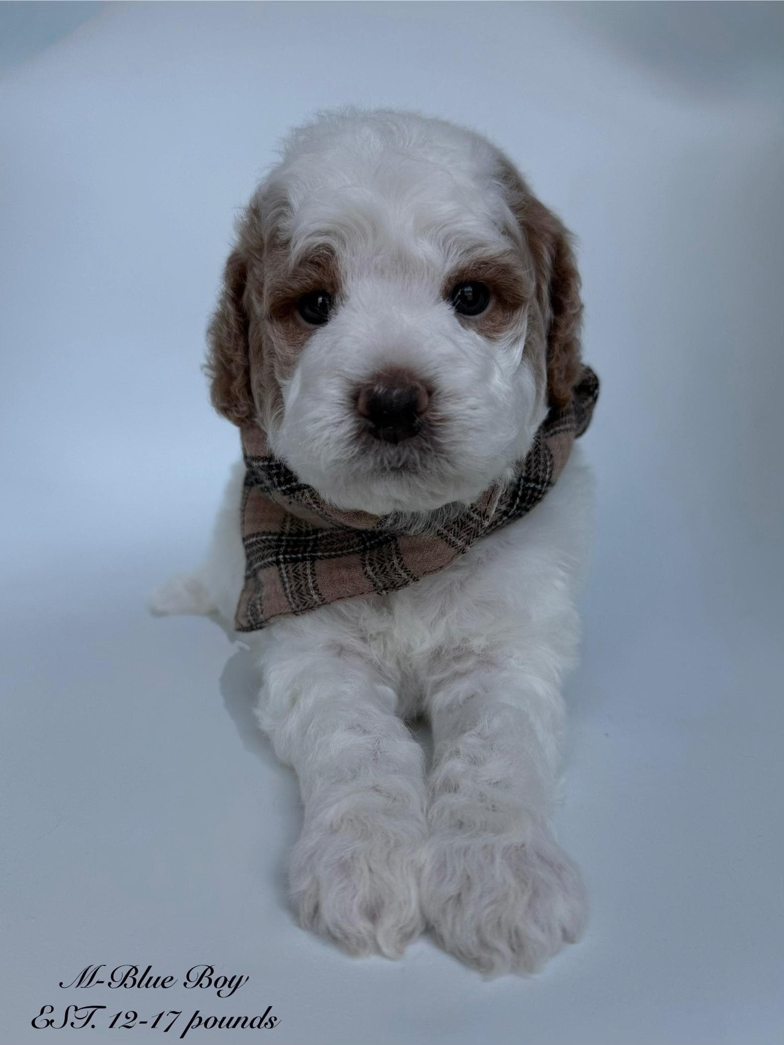 Goldendoodle puppy for sale — M - Blue Boy, Texas Goldendoodle Lovers