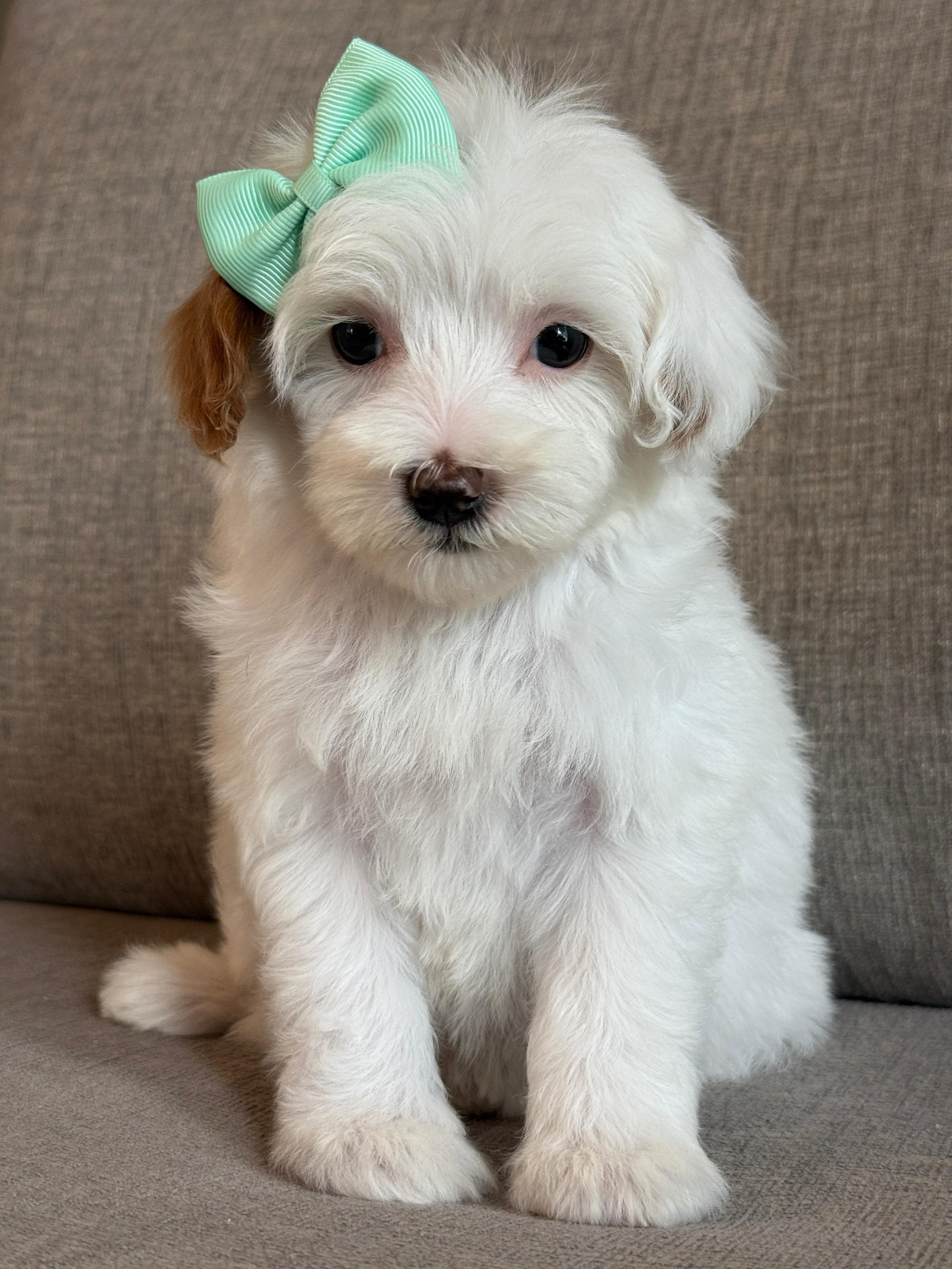 Goldendoodle puppy for sale — D- Peach Girl, Texas Goldendoodle Lovers