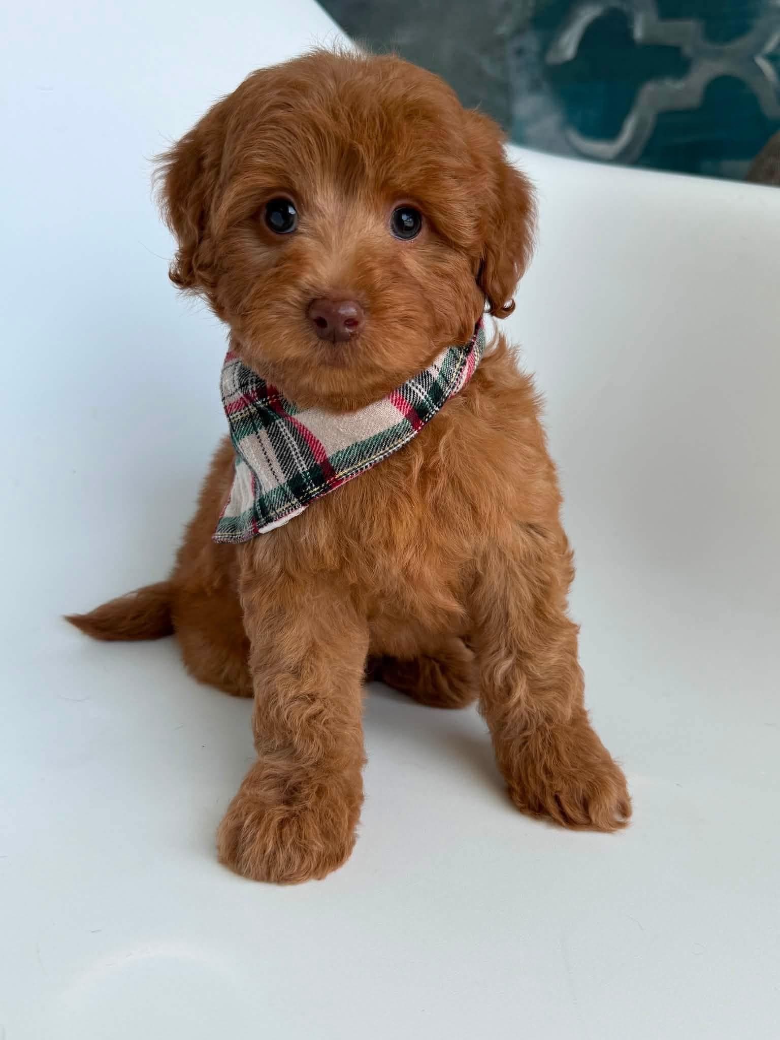 Goldendoodle puppy for sale — E-Red Boy, Texas Goldendoodle Lovers
