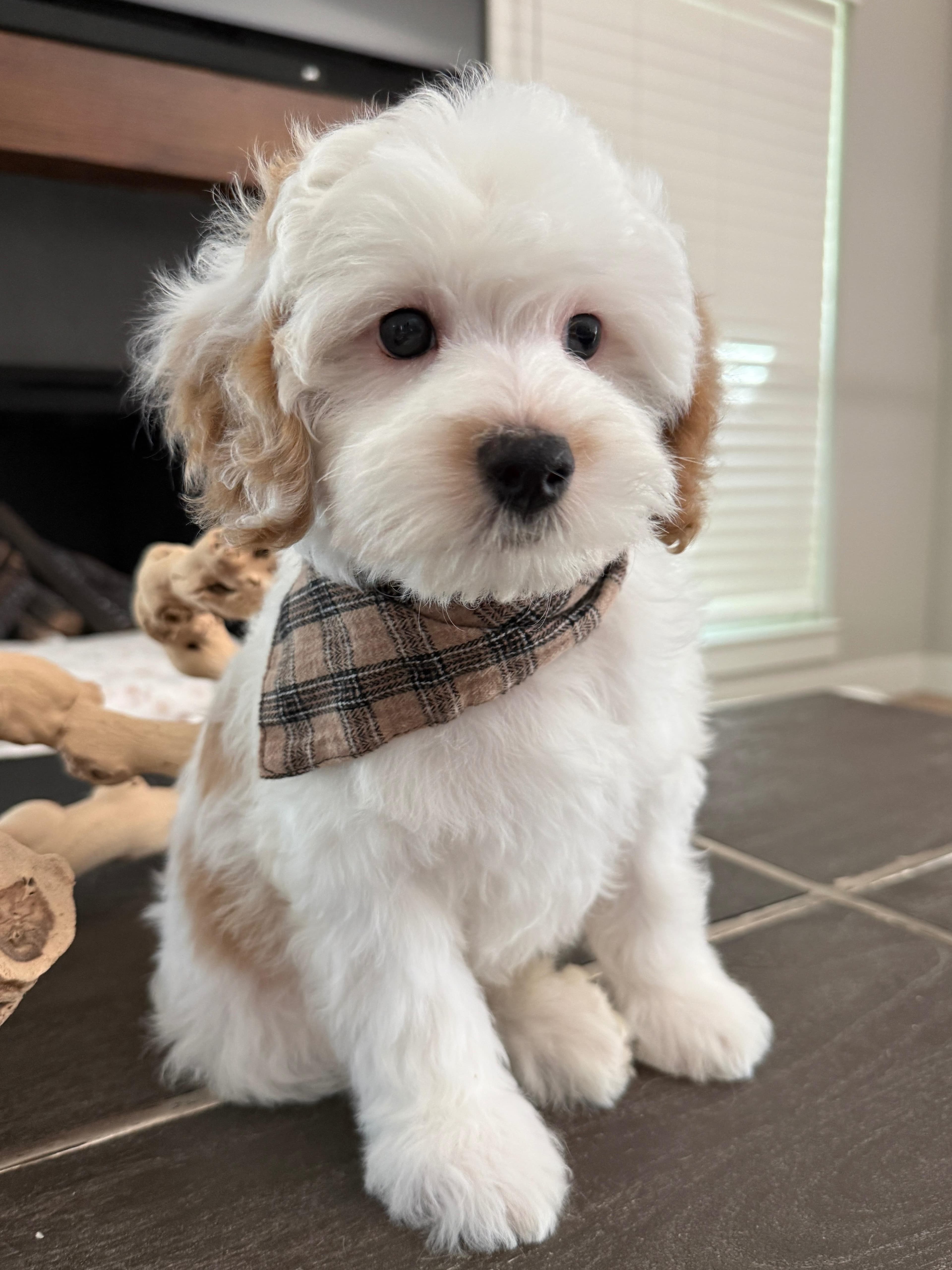 Goldendoodle puppy for sale — K-RED BOY, Texas Goldendoodle Lovers