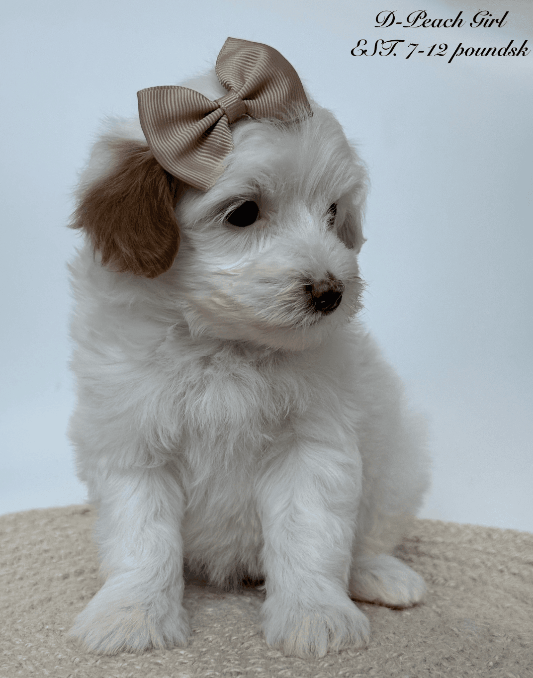 Goldendoodle puppy for sale — D- Peach Girl, Texas Goldendoodle Lovers (photo 2)