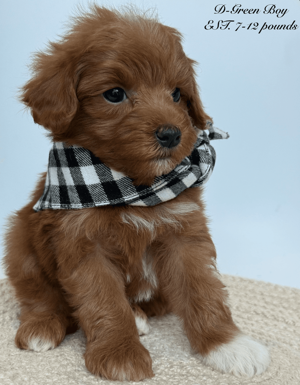 Goldendoodle puppy for sale — D -Orange Boy, Texas Goldendoodle Lovers (photo 2)