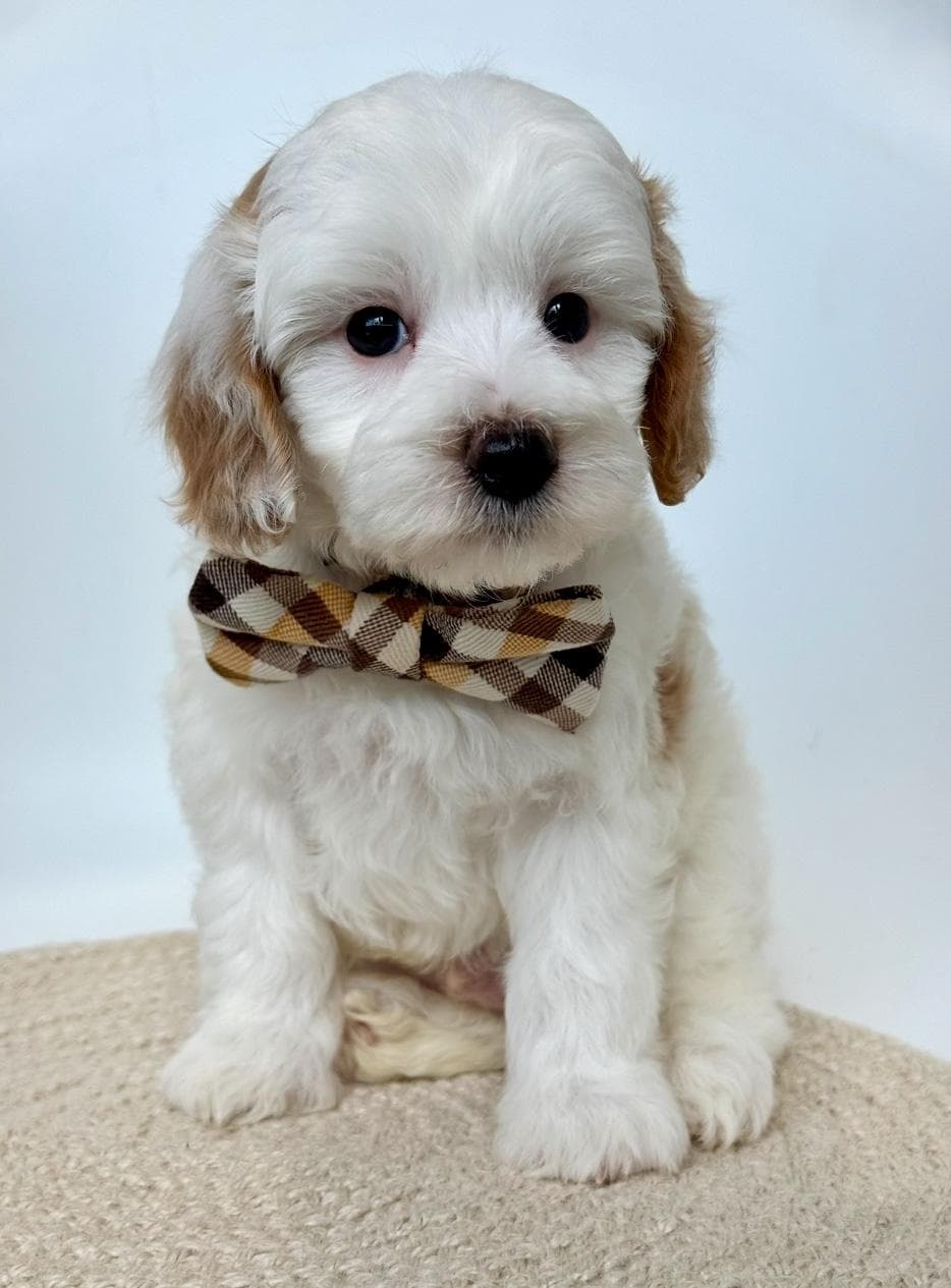 Goldendoodle puppy for sale — K-RED BOY, Texas Goldendoodle Lovers