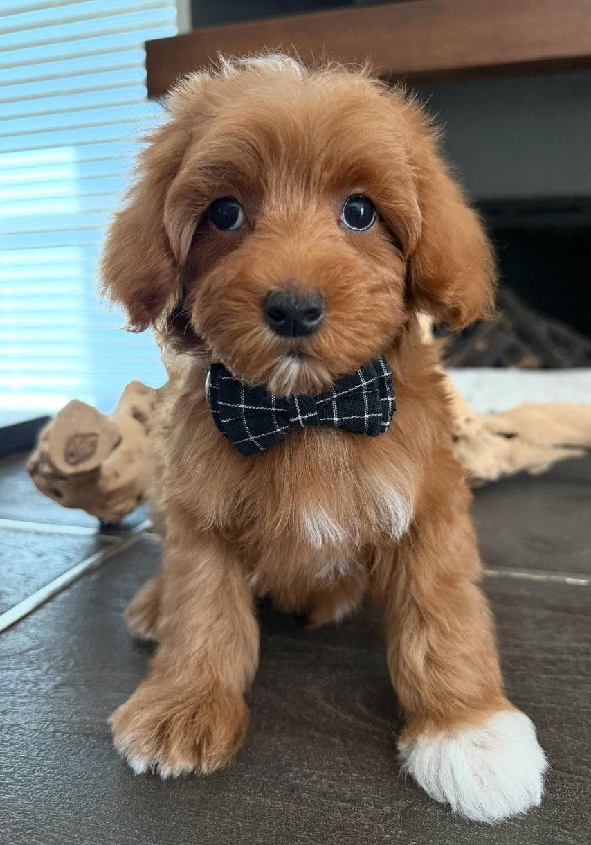 Goldendoodle puppy for sale — D - Blue Boy, Texas Goldendoodle Lovers