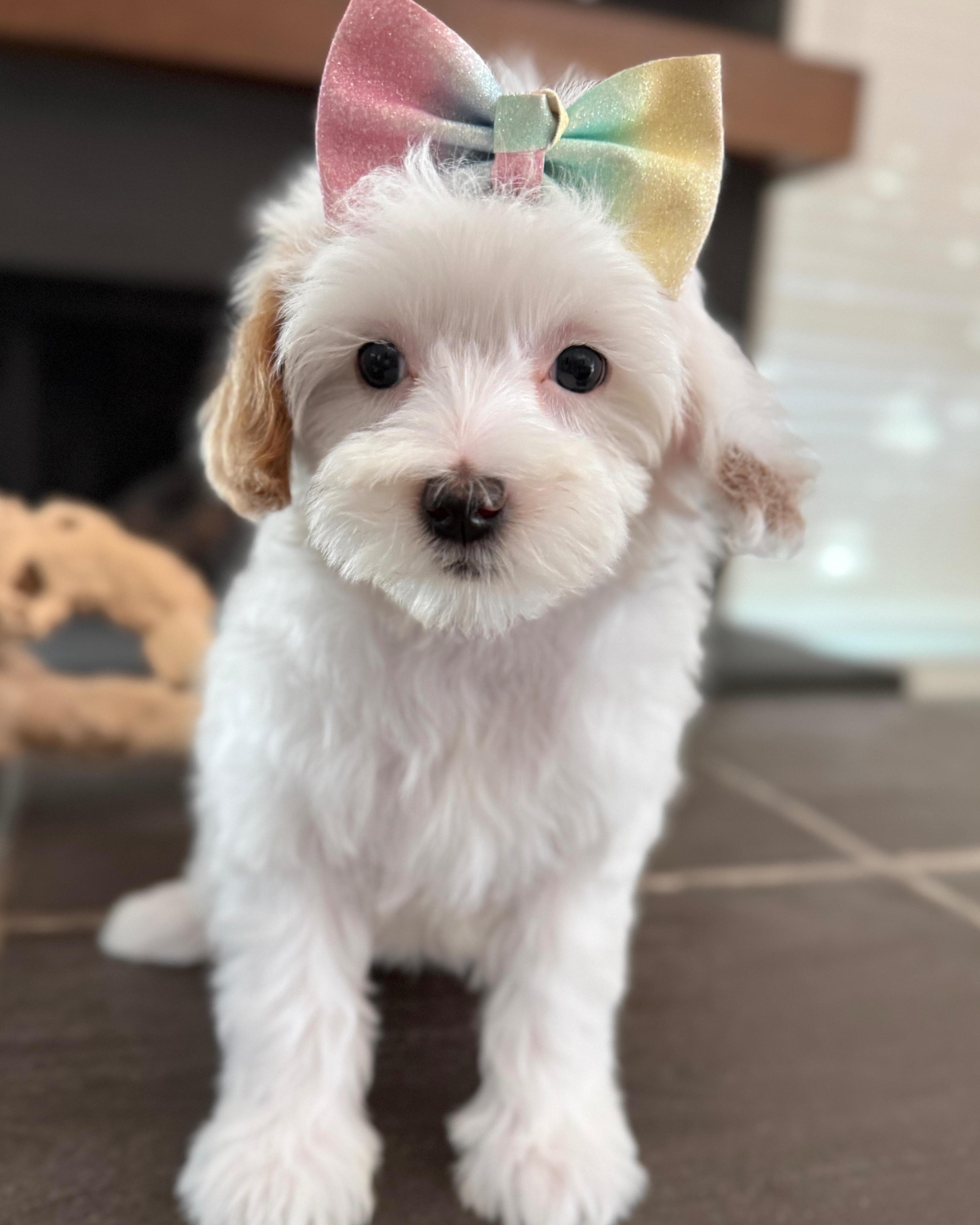 Goldendoodle puppy for sale — D- Peach Girl, Texas Goldendoodle Lovers