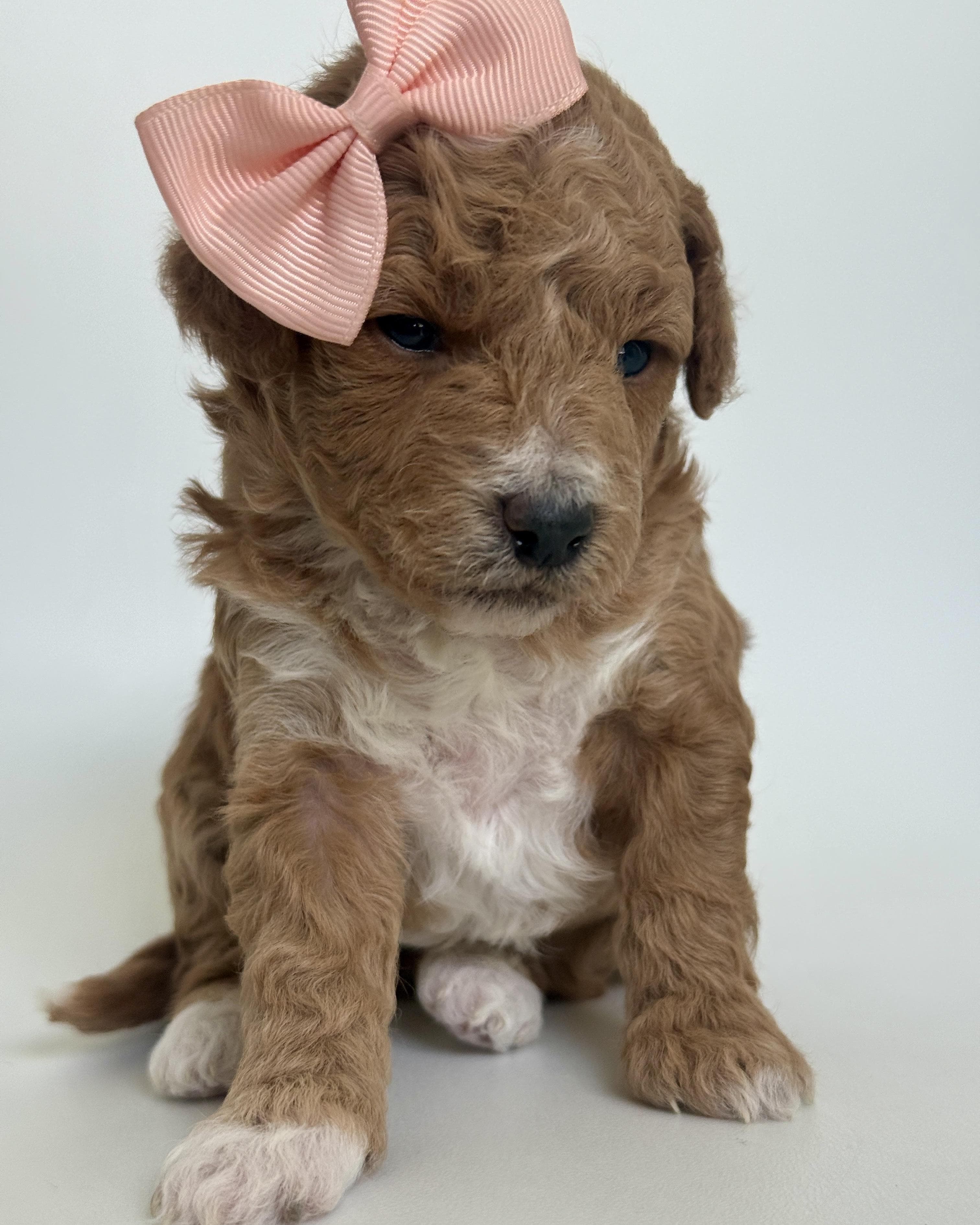 Goldendoodle puppy for sale — K-YELLOW GIRL, Texas Goldendoodle Lovers