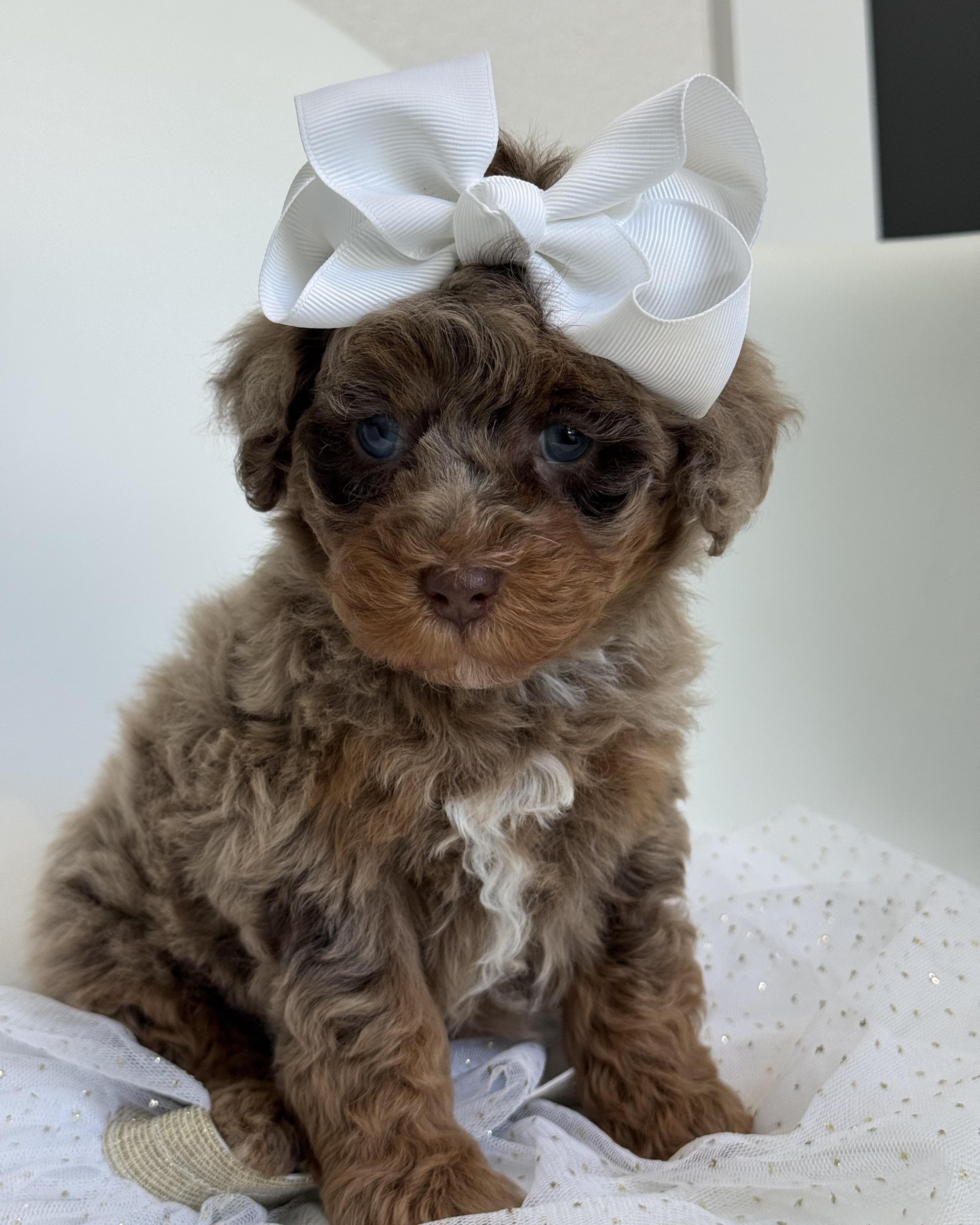 Goldendoodle puppy for sale — KAYLIE -PINK GIRL, Texas Goldendoodle Lovers