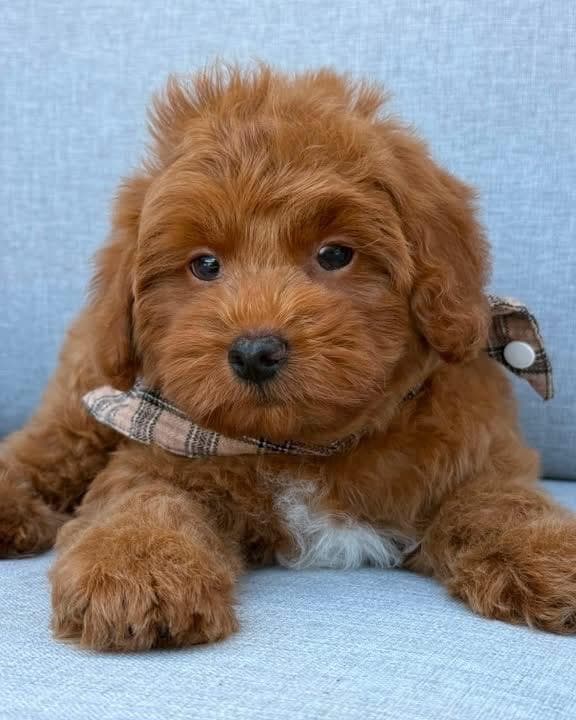 Goldendoodle puppy for sale — KAYLIE -RED  BOY, Texas Goldendoodle Lovers