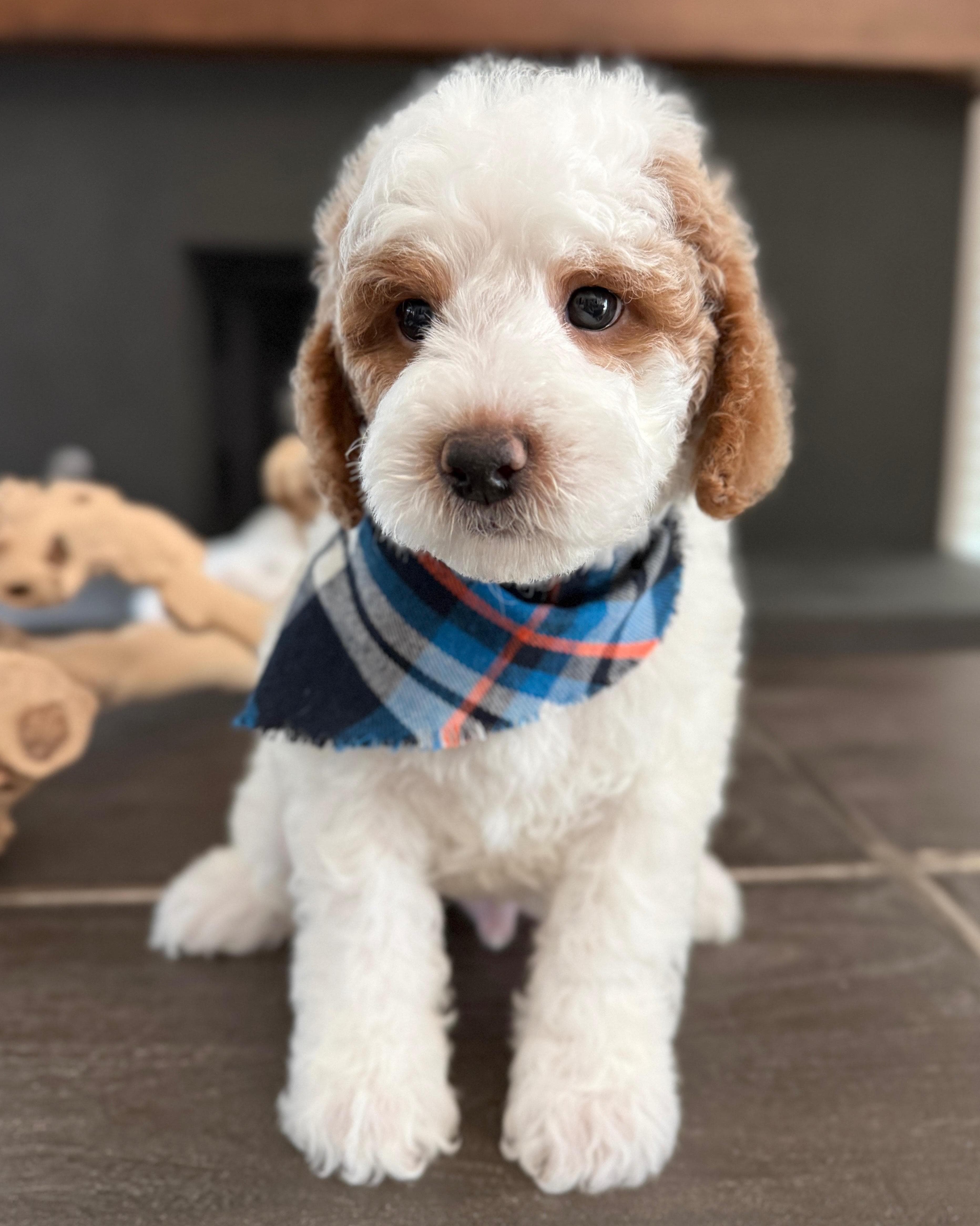 Goldendoodle puppy for sale — M - Blue Boy, Texas Goldendoodle Lovers