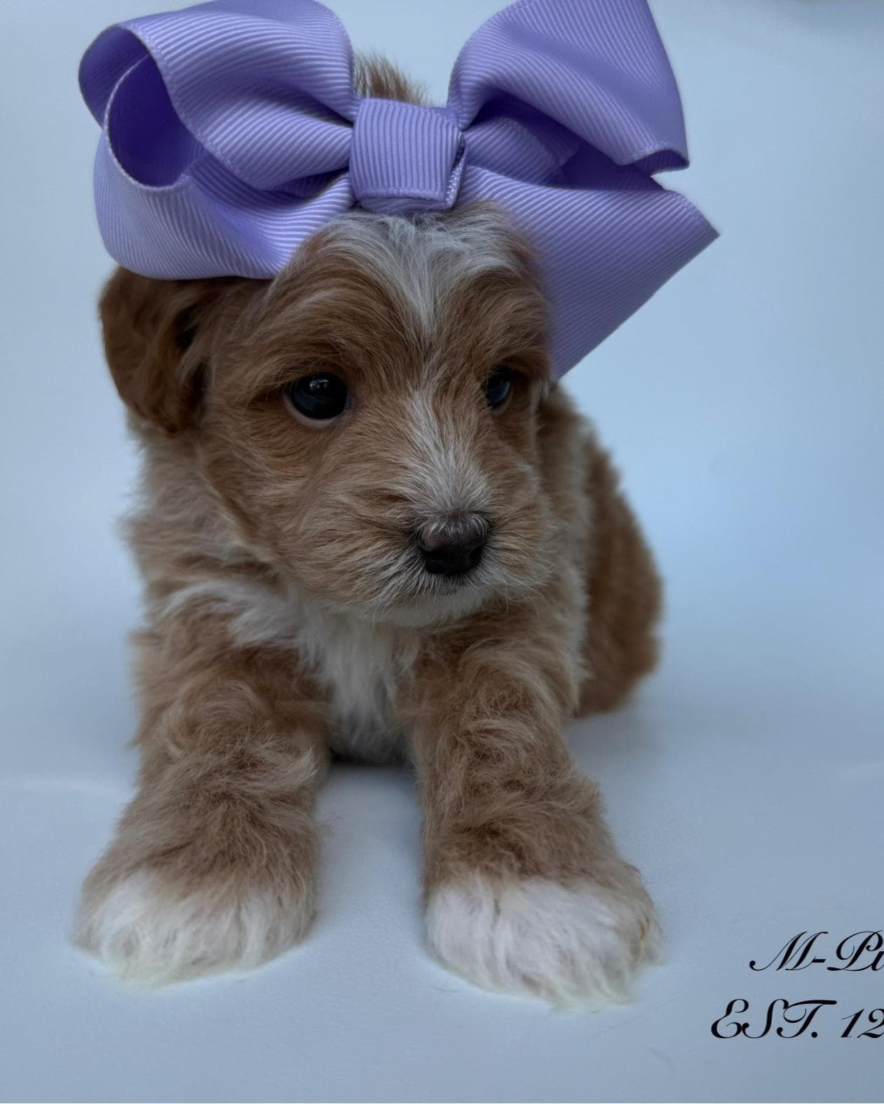 Goldendoodle puppy for sale — M - Purple Girl, Texas Goldendoodle Lovers (photo 4)