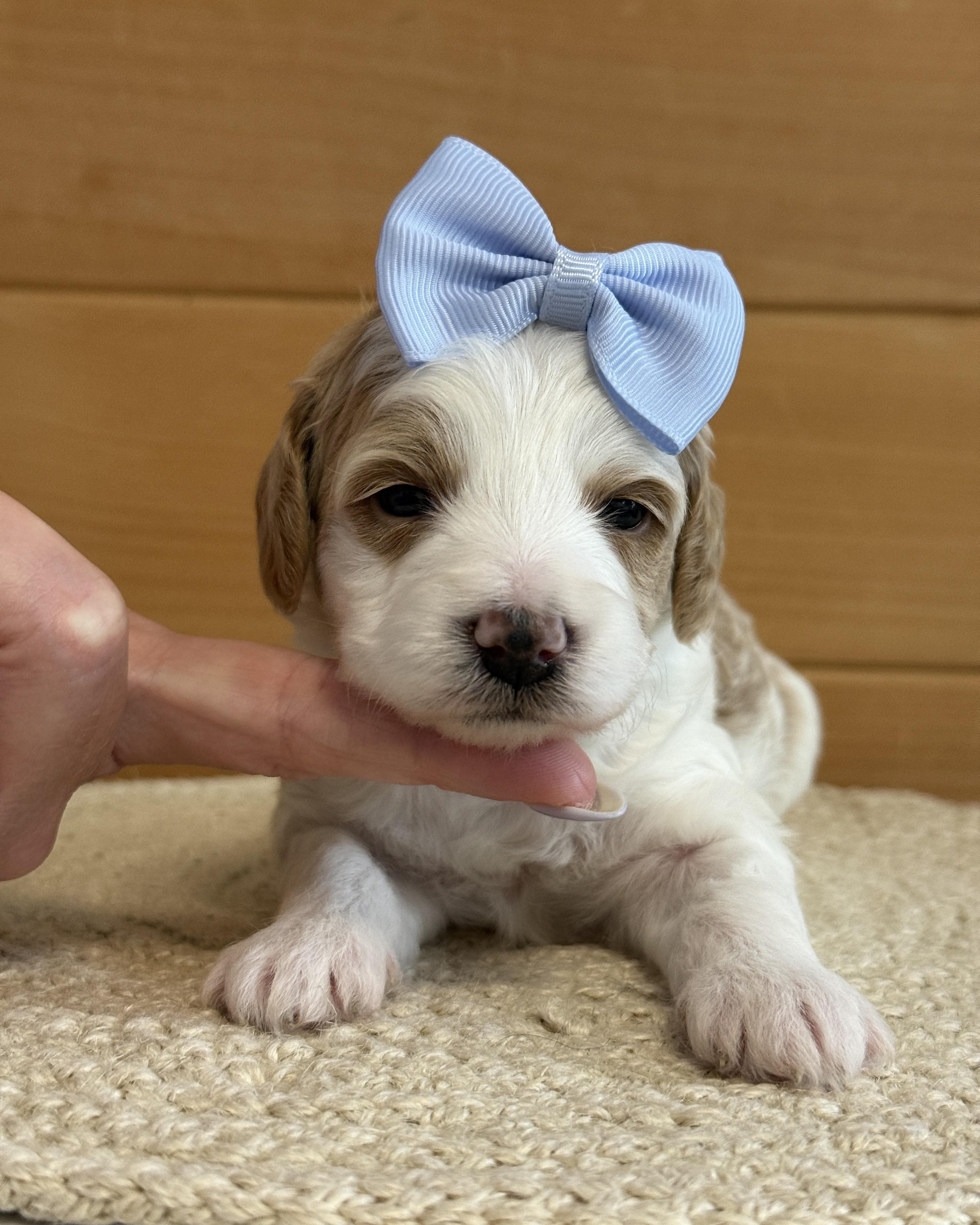 Goldendoodle puppy for sale — K-TURQUOISE GIRL, Texas Goldendoodle Lovers