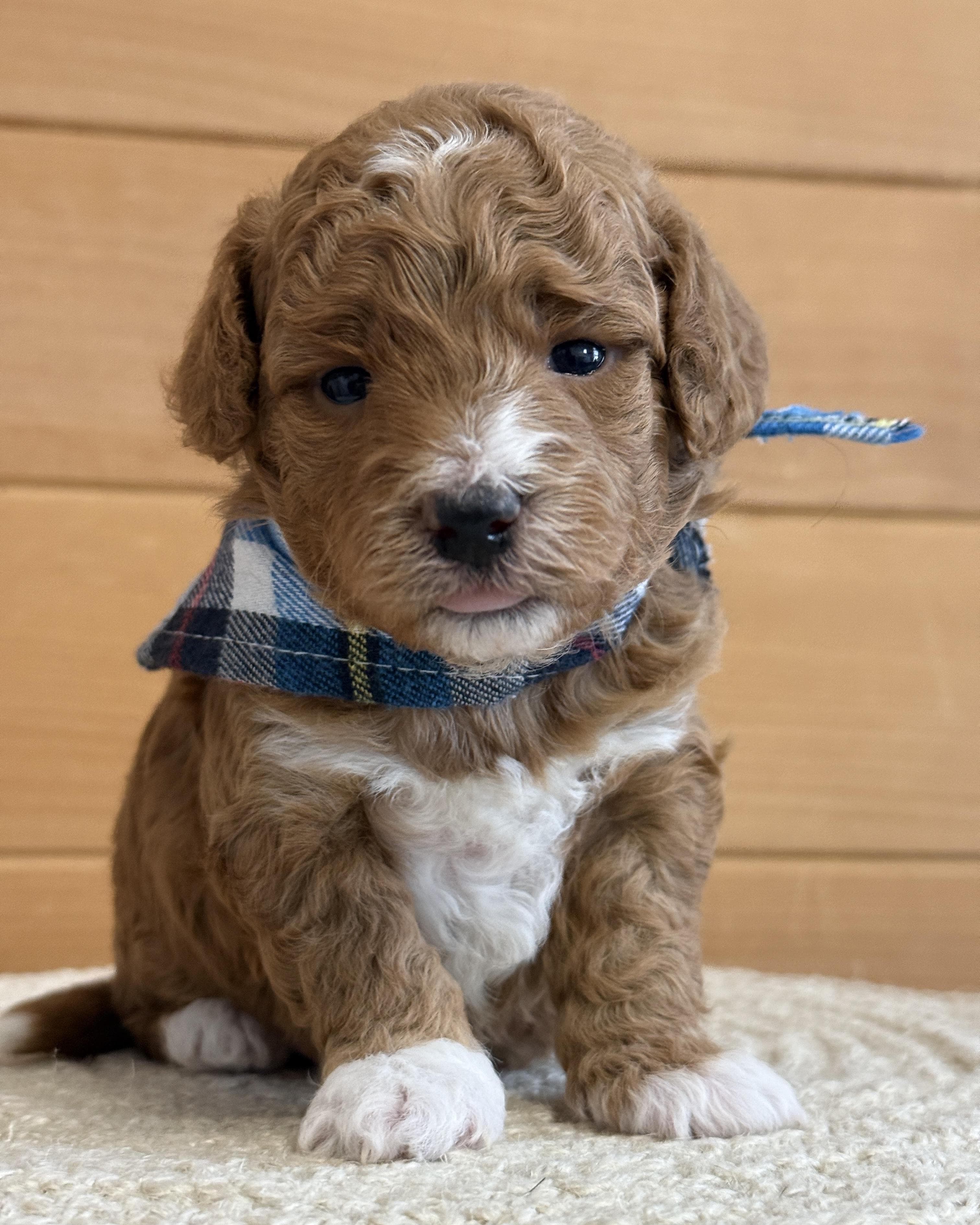Goldendoodle puppy for sale — K-BLUE BOY, Texas Goldendoodle Lovers