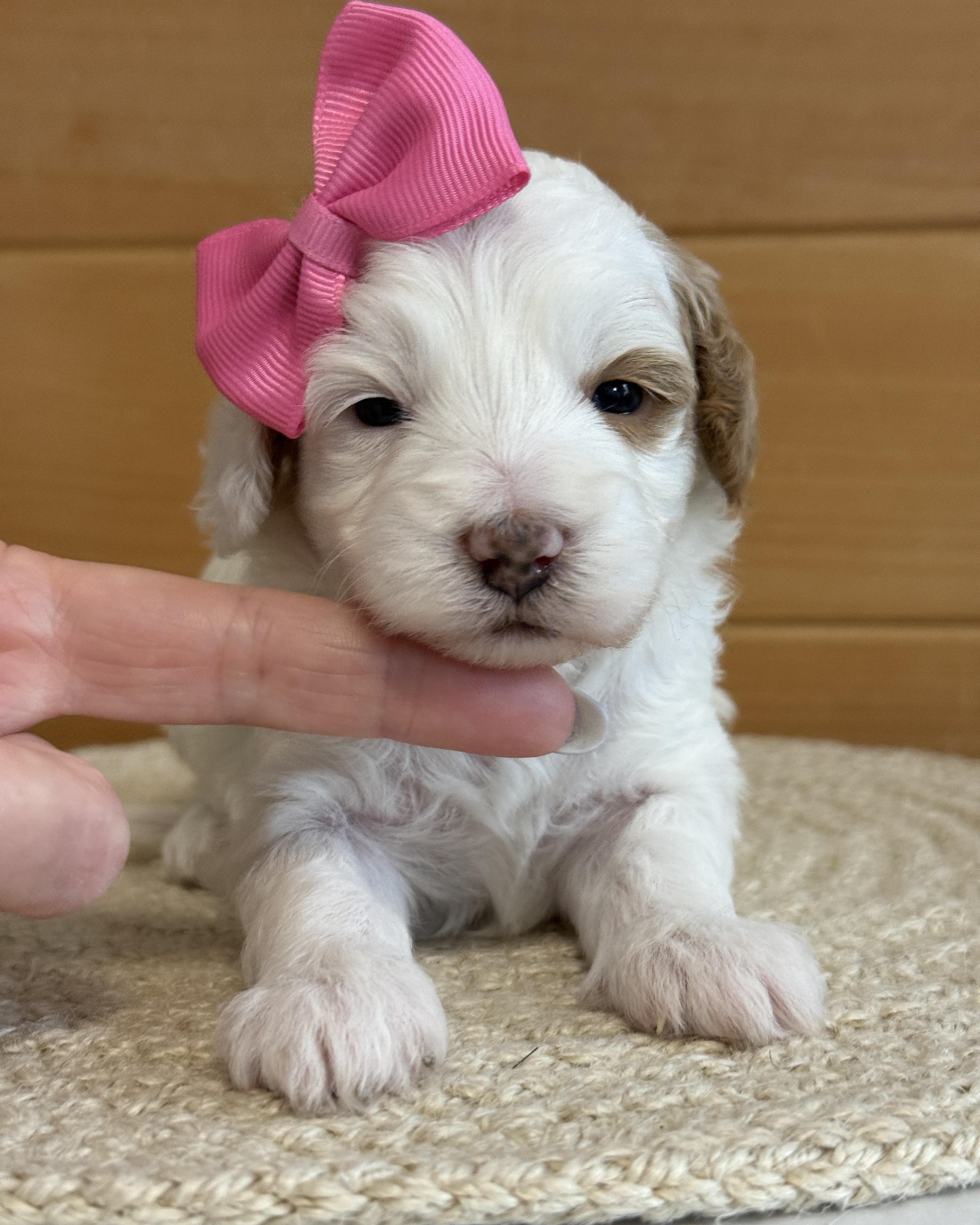 Goldendoodle puppy for sale — K-PINK GIRL, Texas Goldendoodle Lovers