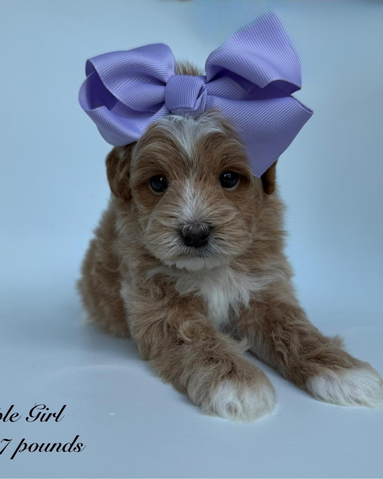 Goldendoodle puppy for sale — M - Purple Girl, Texas Goldendoodle Lovers (photo 2)