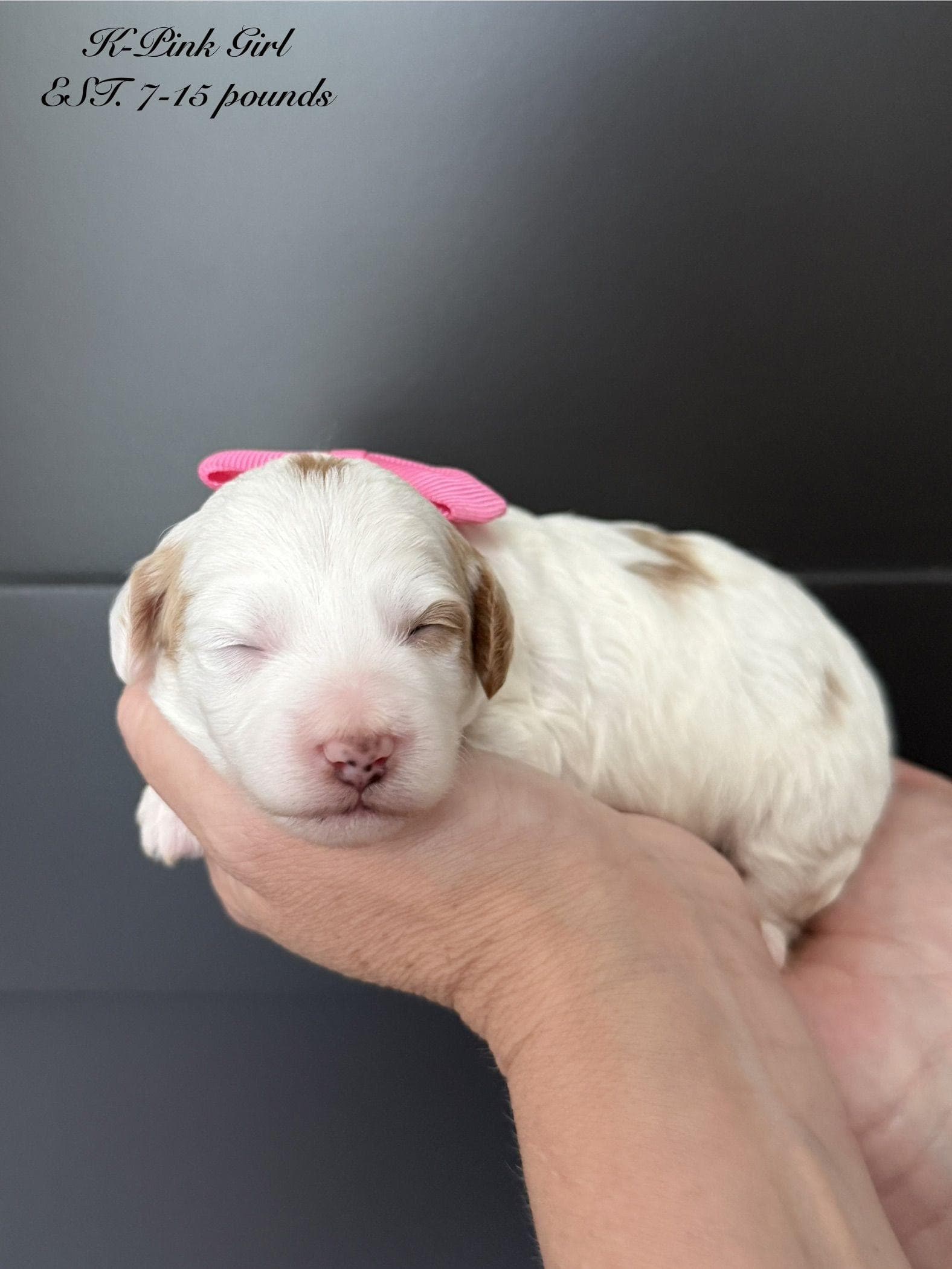 Goldendoodle puppy for sale — K-PINK GIRL, Texas Goldendoodle Lovers