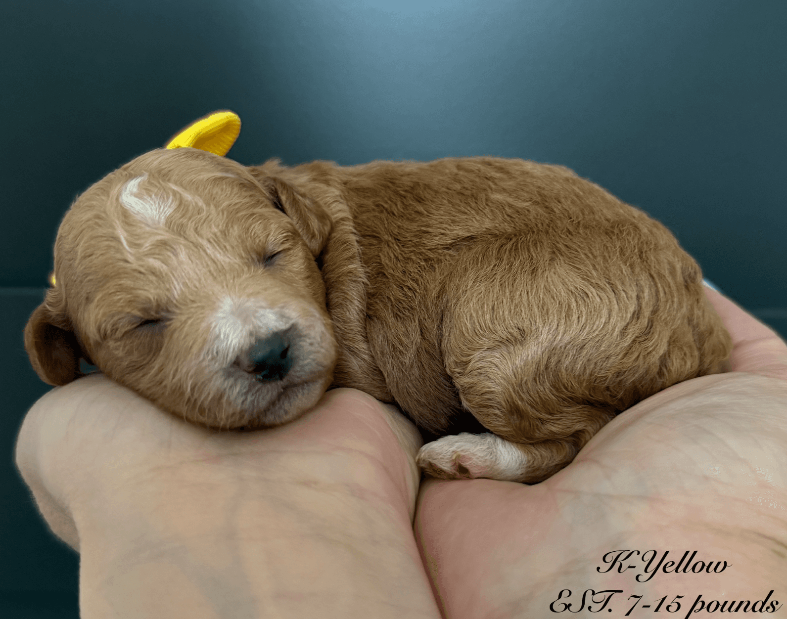 Goldendoodle puppy for sale — K-YELLOW GIRL, Texas Goldendoodle Lovers