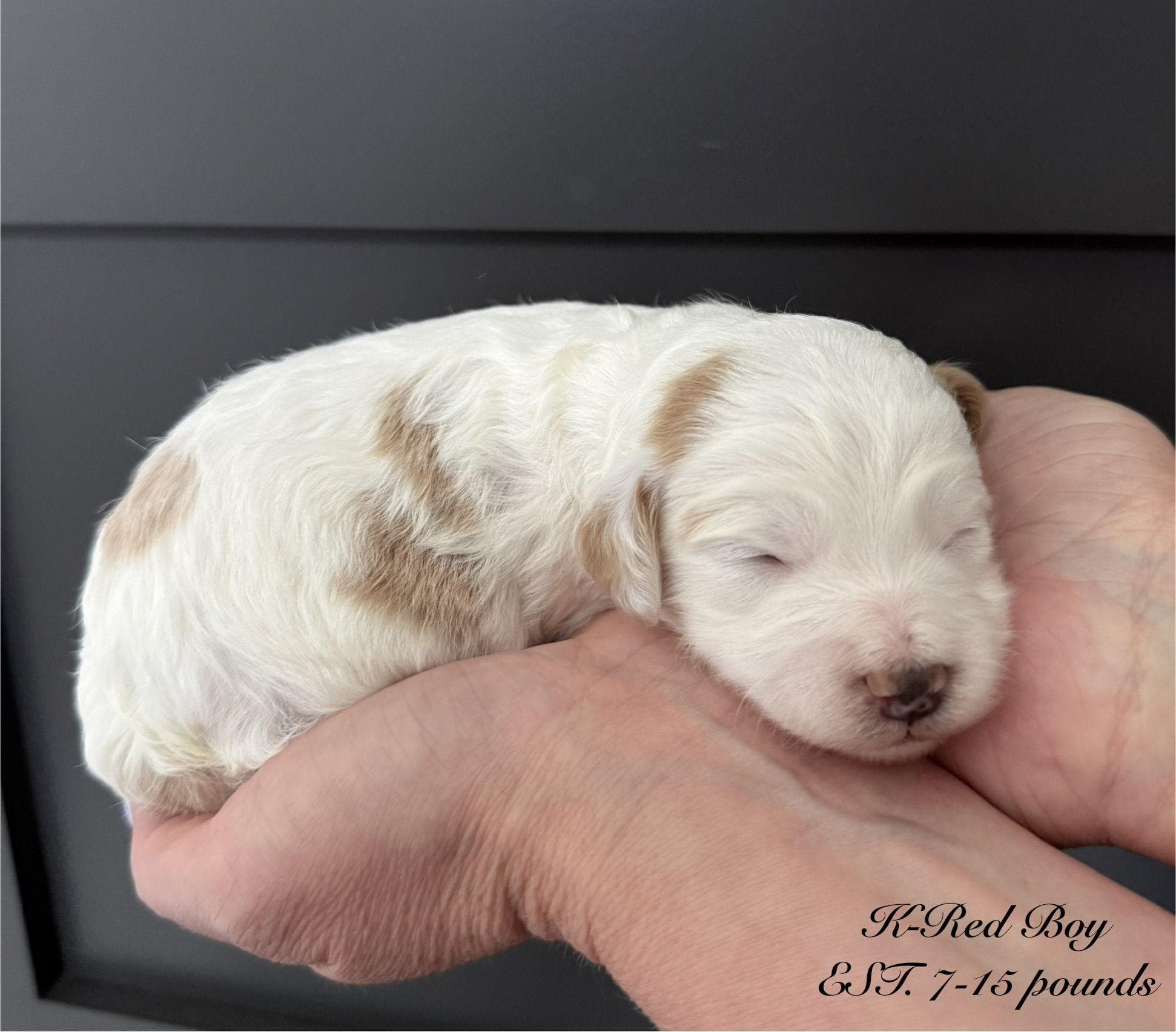 Goldendoodle puppy for sale — K-RED BOY, Texas Goldendoodle Lovers